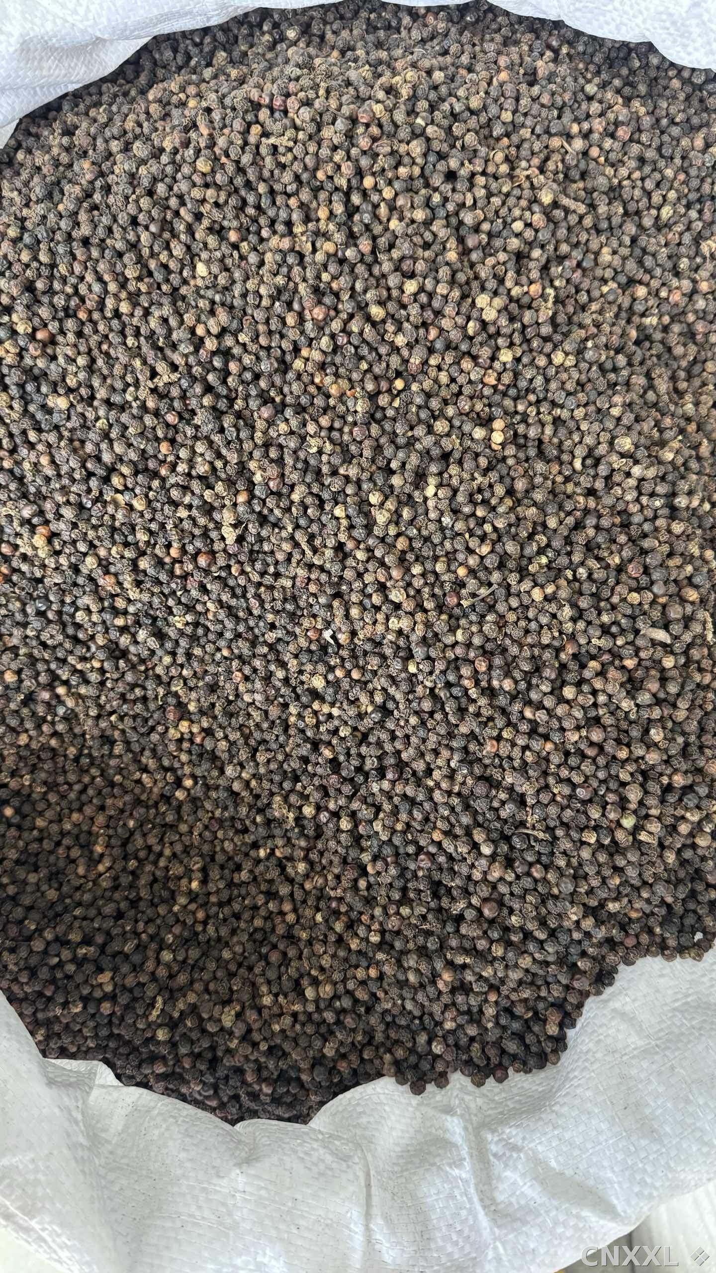 spice_9553_119fa95d_3.jpg