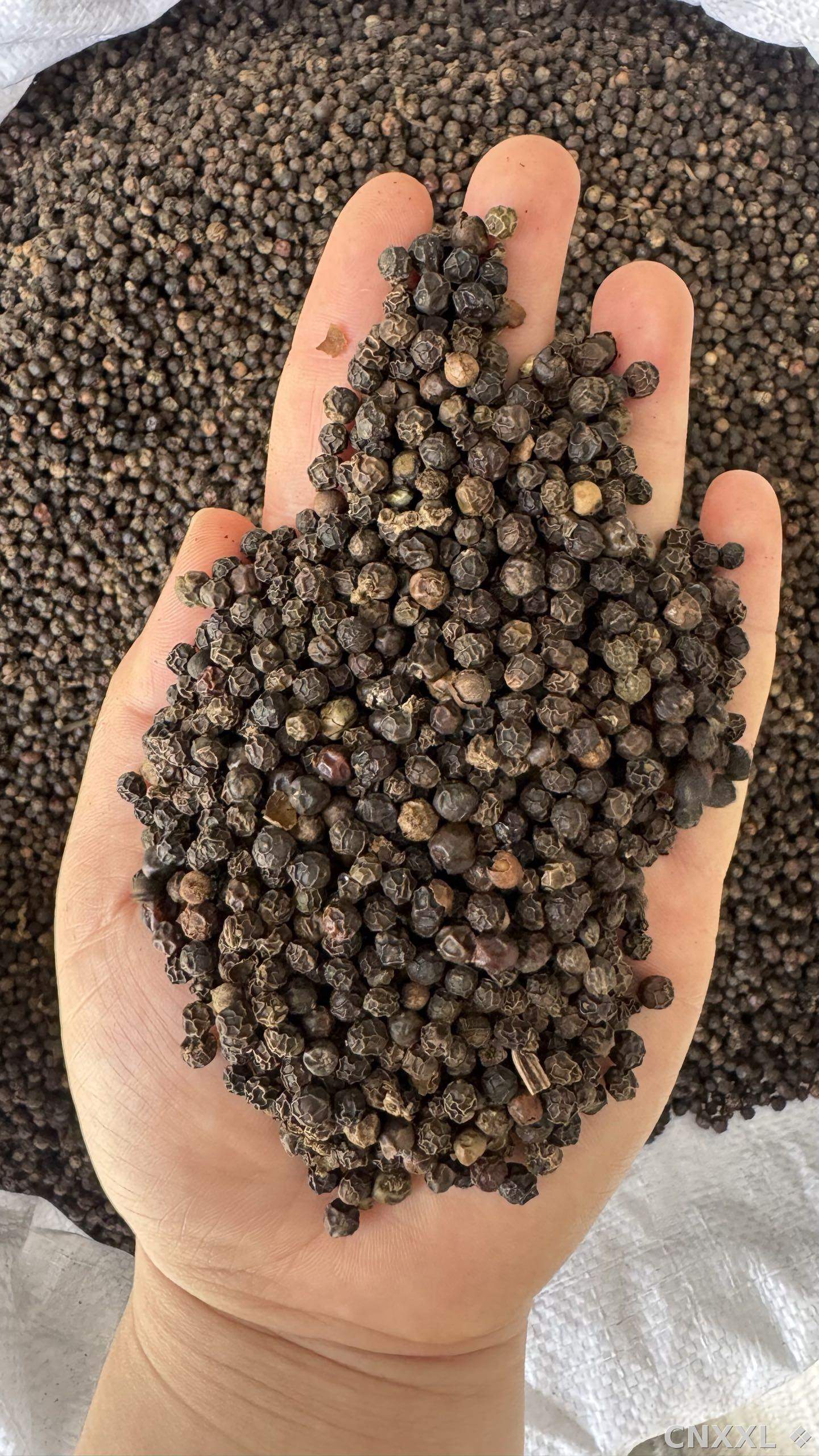 spice_9553_cf31ef39_2.jpg