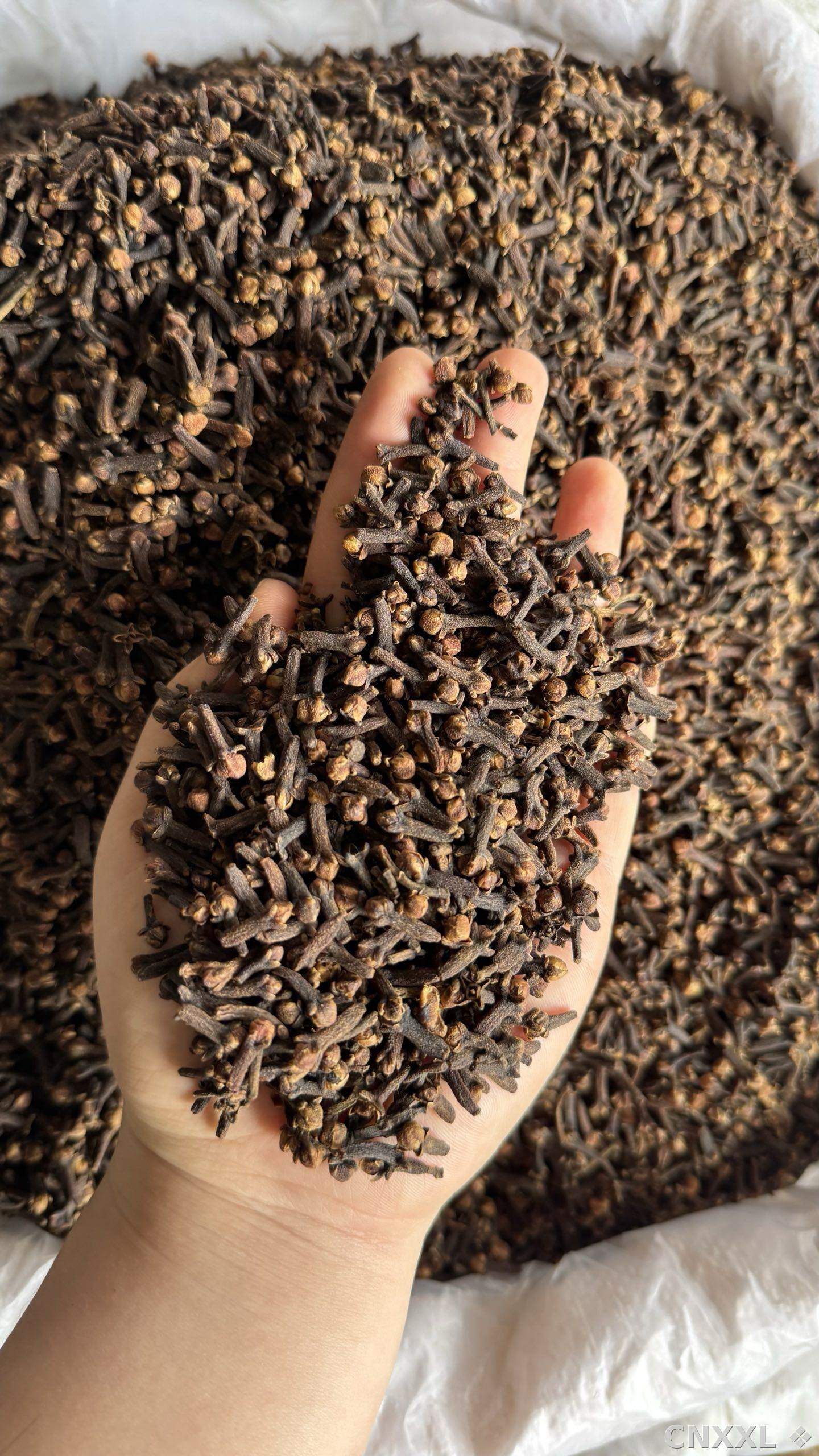 spice_9560_121bed3b_1.jpg