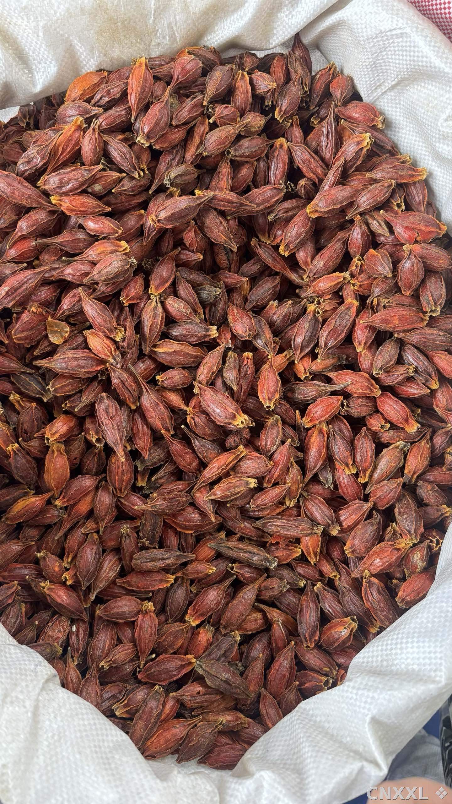 spice_9570_1948c0fa_3.jpg
