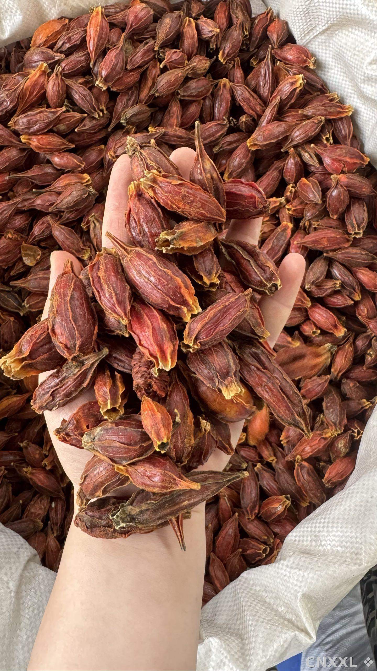 spice_9570_9155afd7_1.jpg