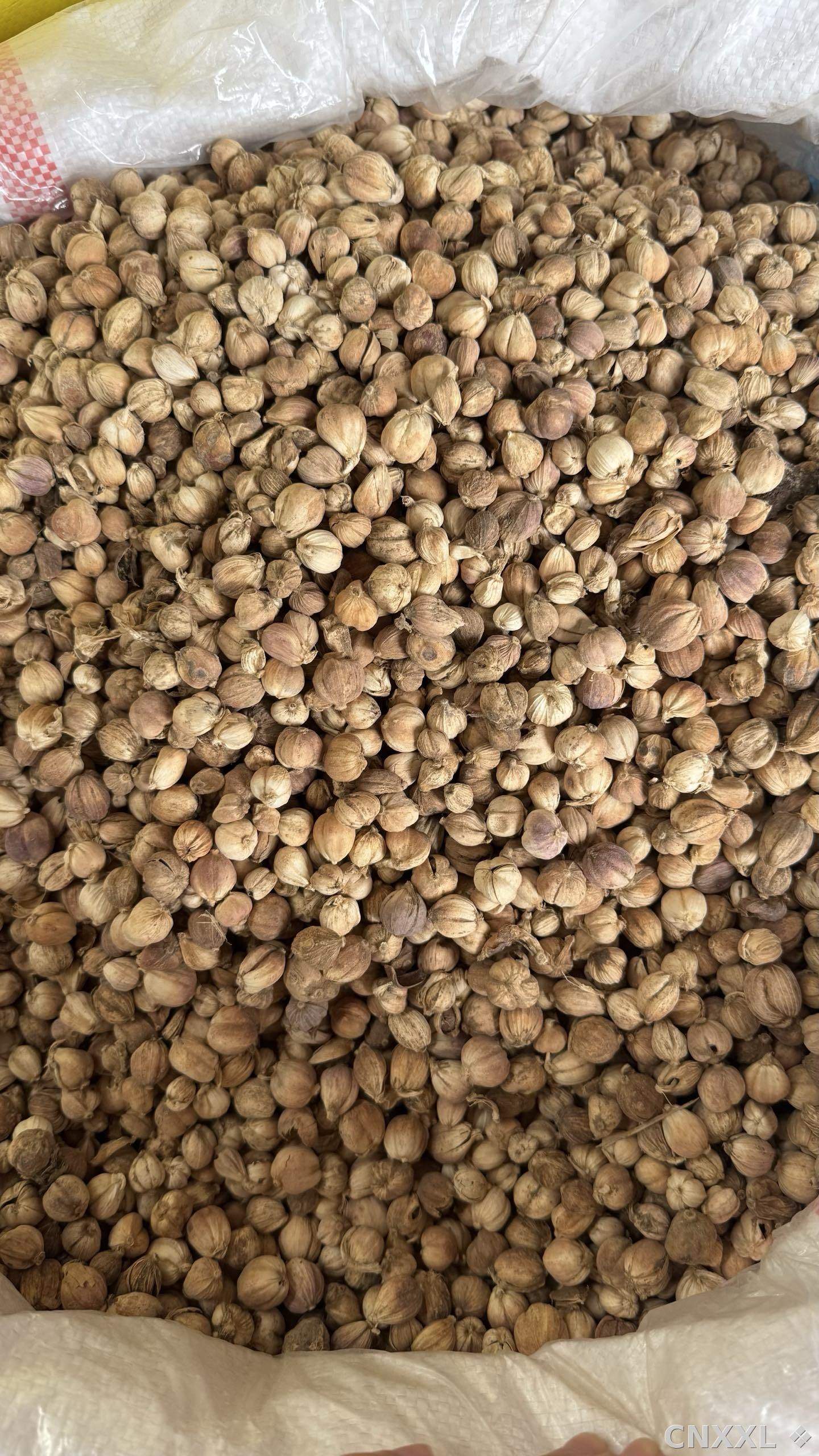 spice_9577_a2c432db_3.jpg