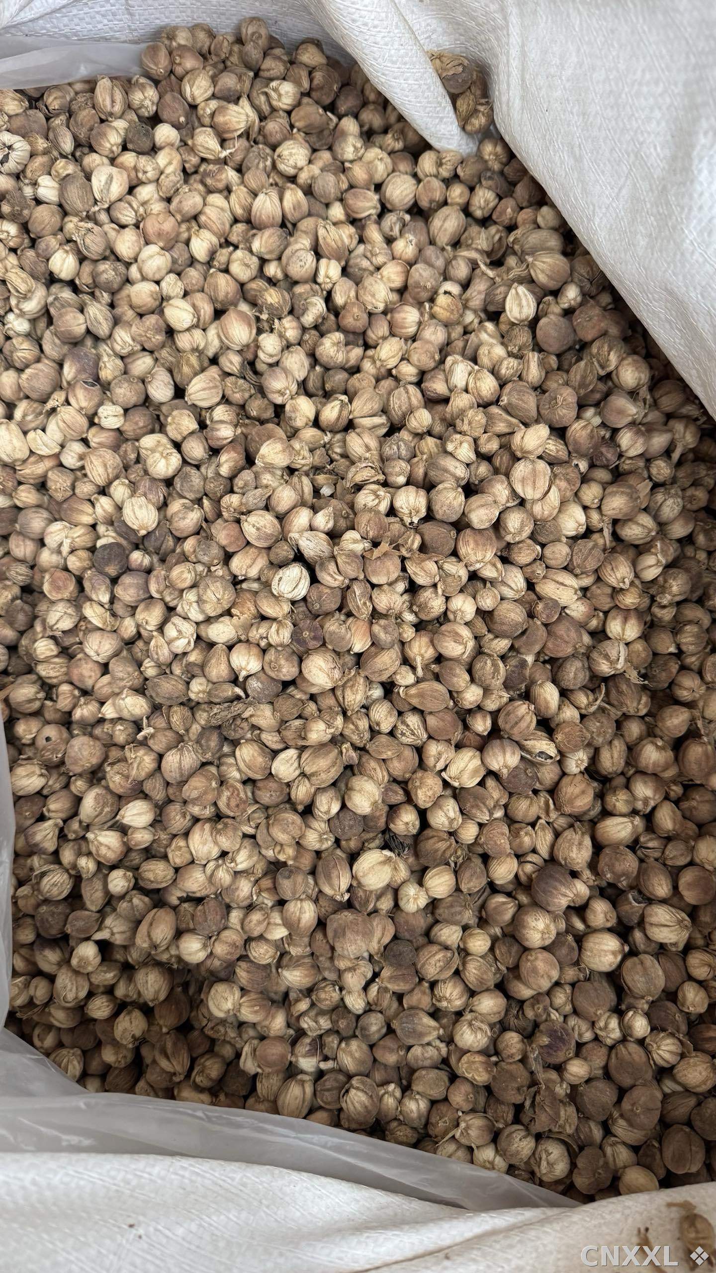 spice_9583_14da8b68_3.jpg
