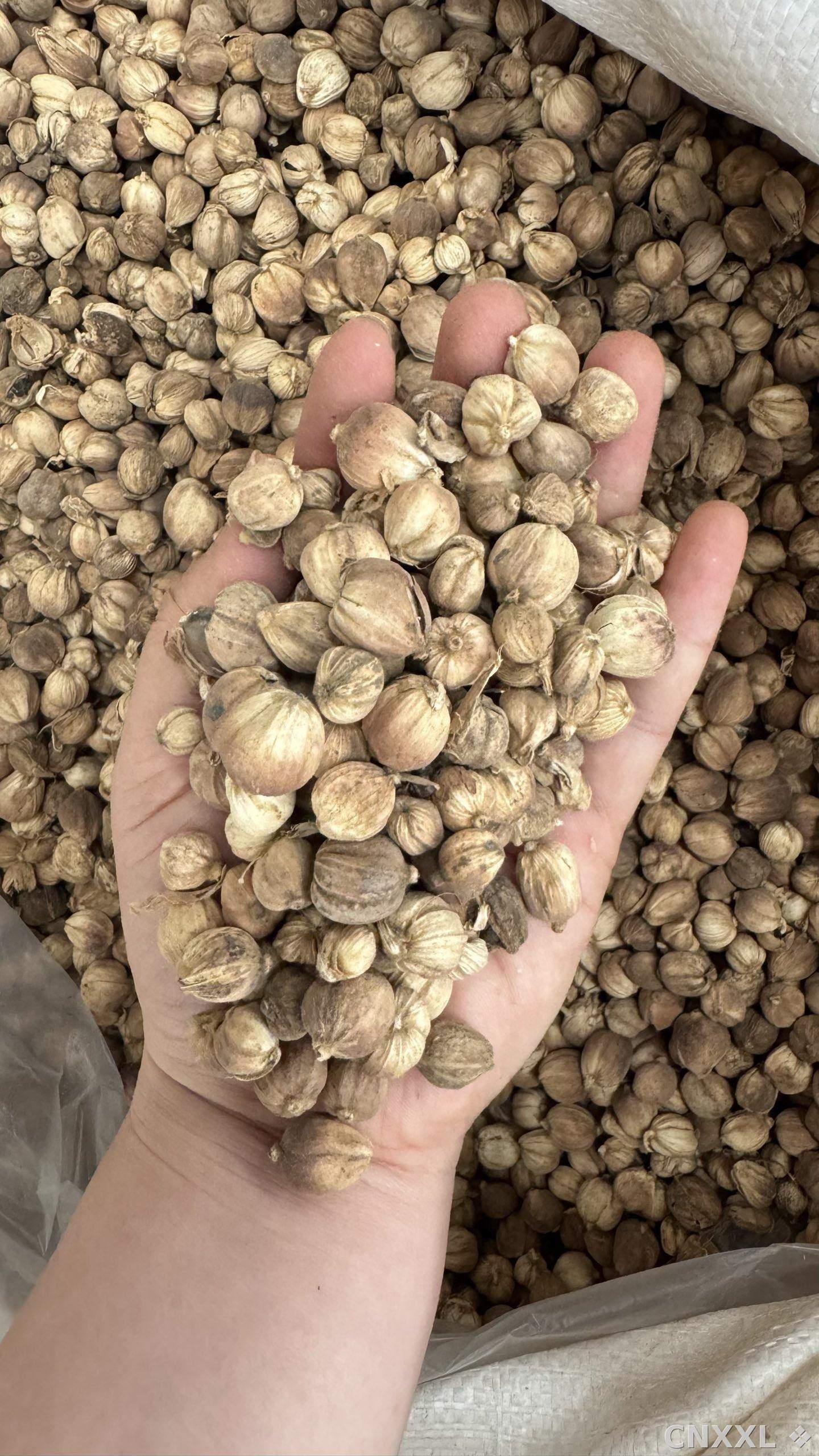 spice_9583_1efe2fd2_2.jpg