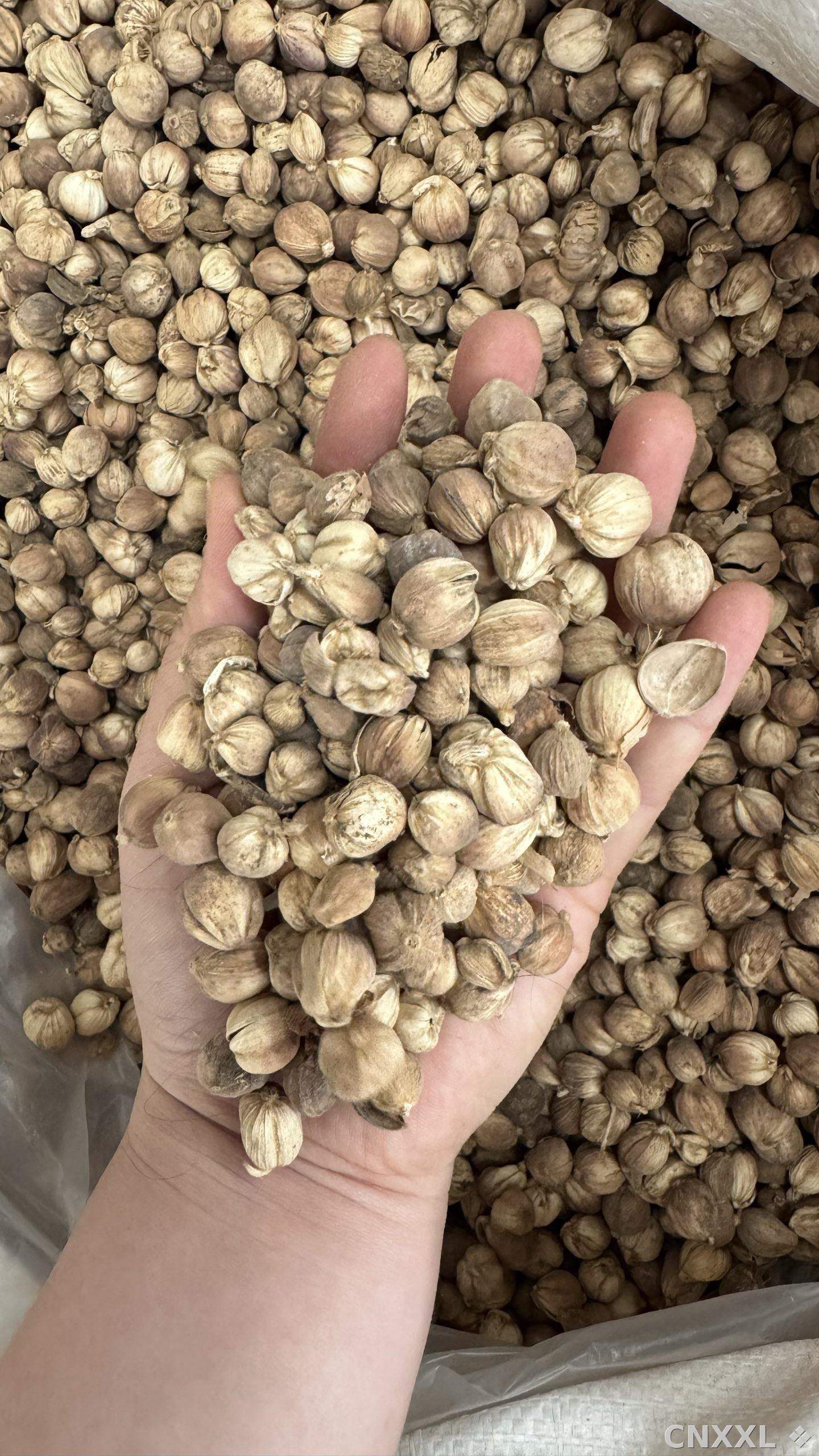 spice_9583_2aaccbf5_1.jpg