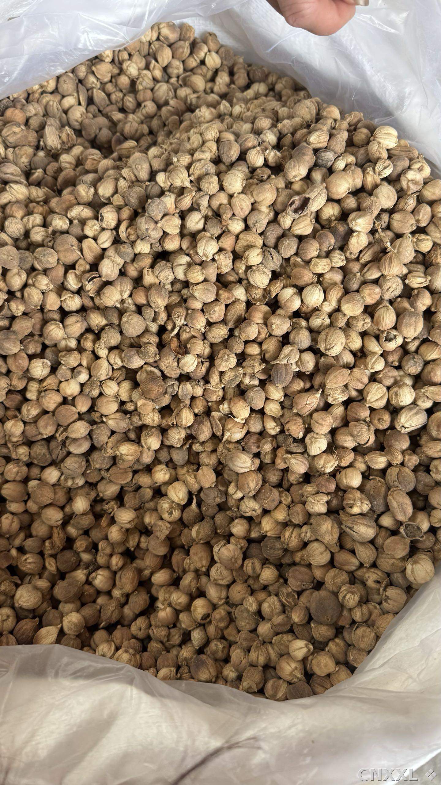 spice_9583_52bf81f8_3.jpg
