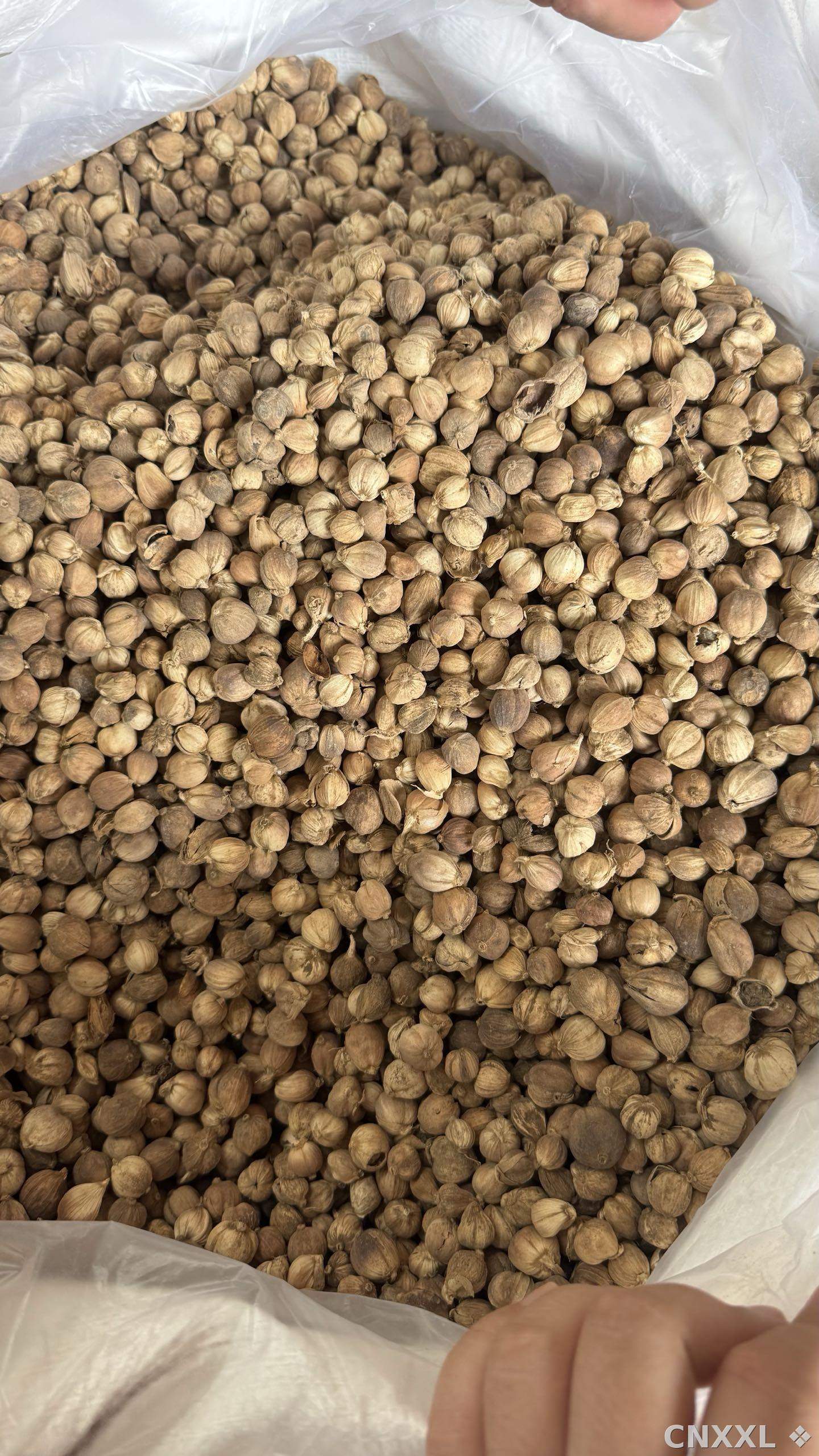 spice_9583_7c0b685f_2.jpg