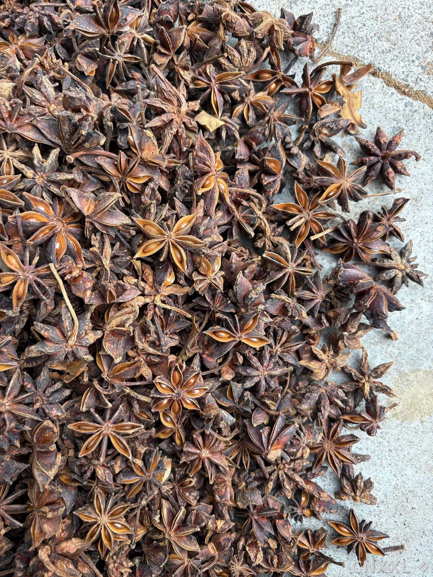 spice_9624_1fa1b9c6_3.jpg