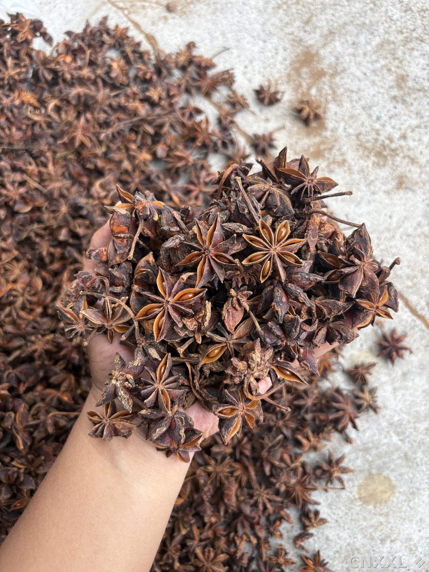 spice_9624_de002f0c_2.jpg