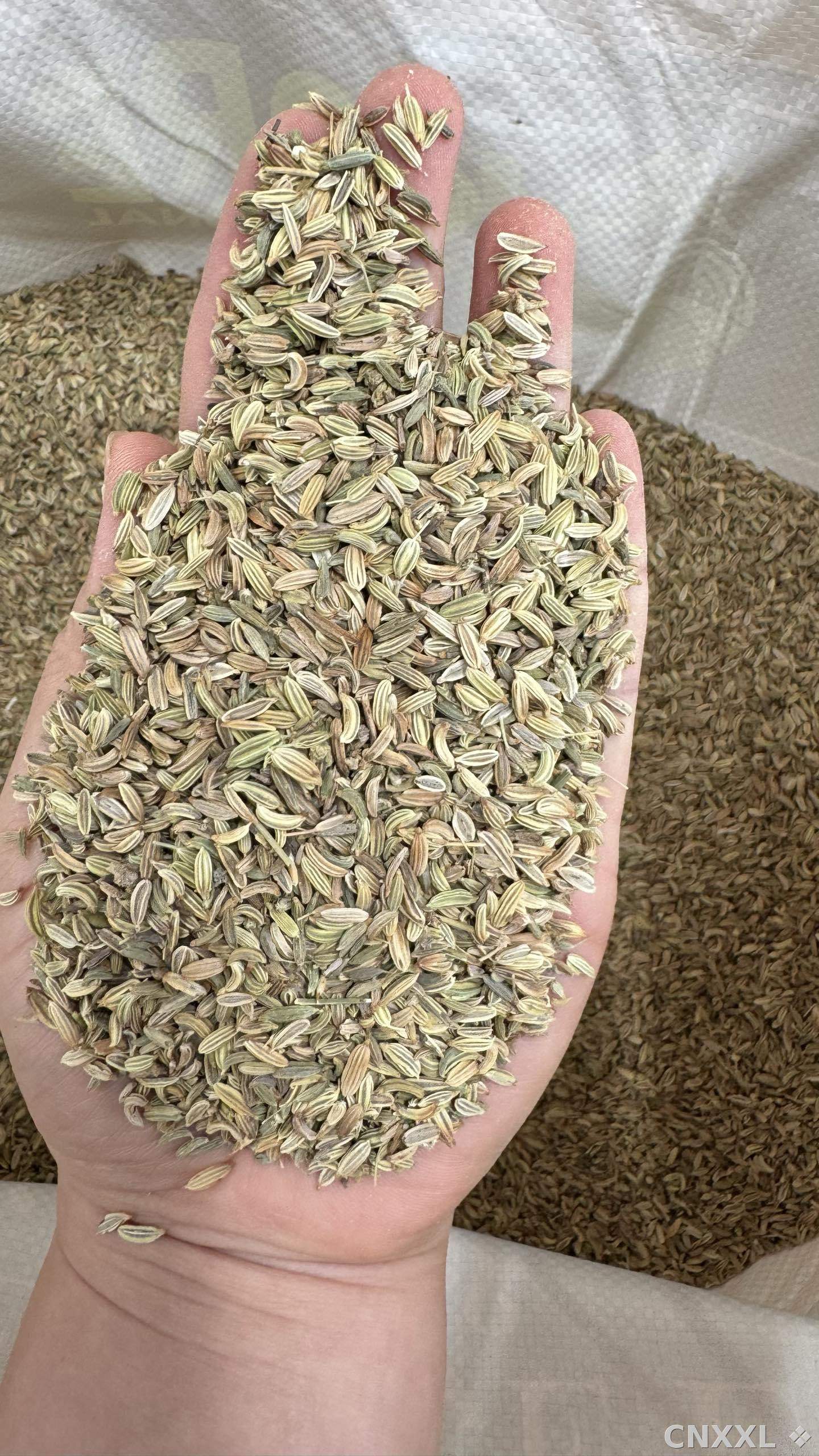 spice_96_9949da0a_1.jpg