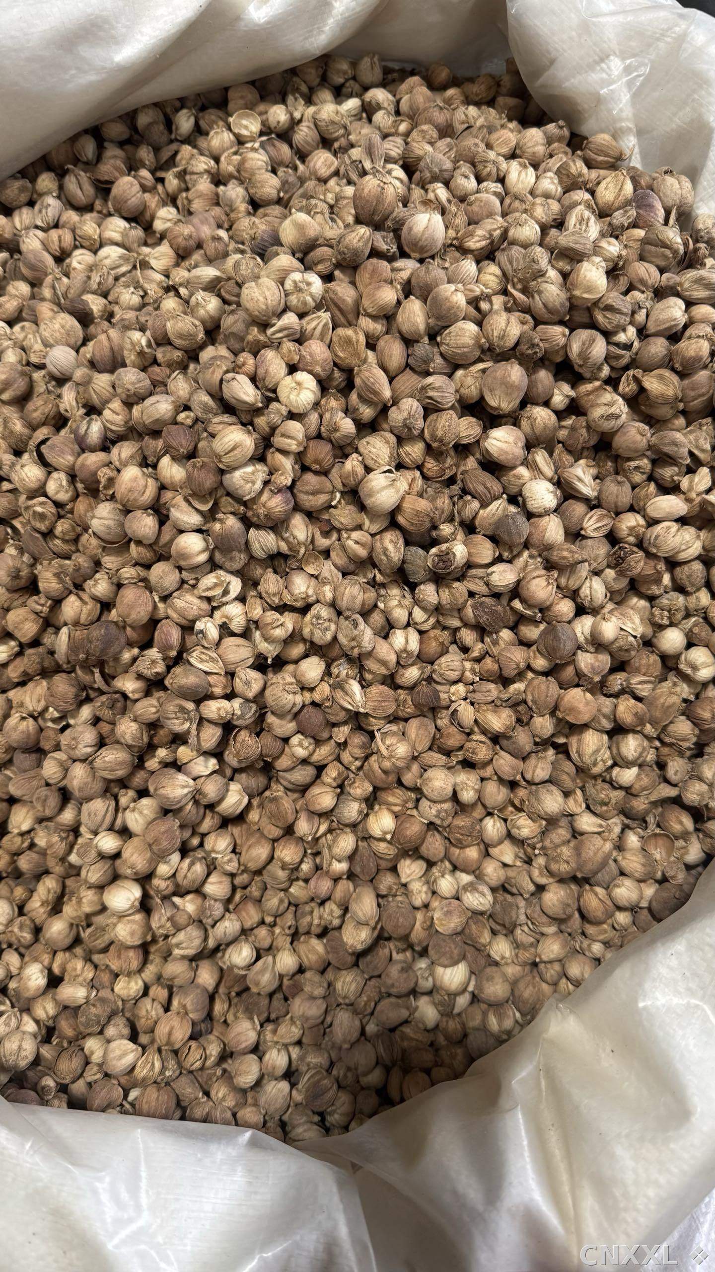 spice_9785_b5bf76d5_3.jpg