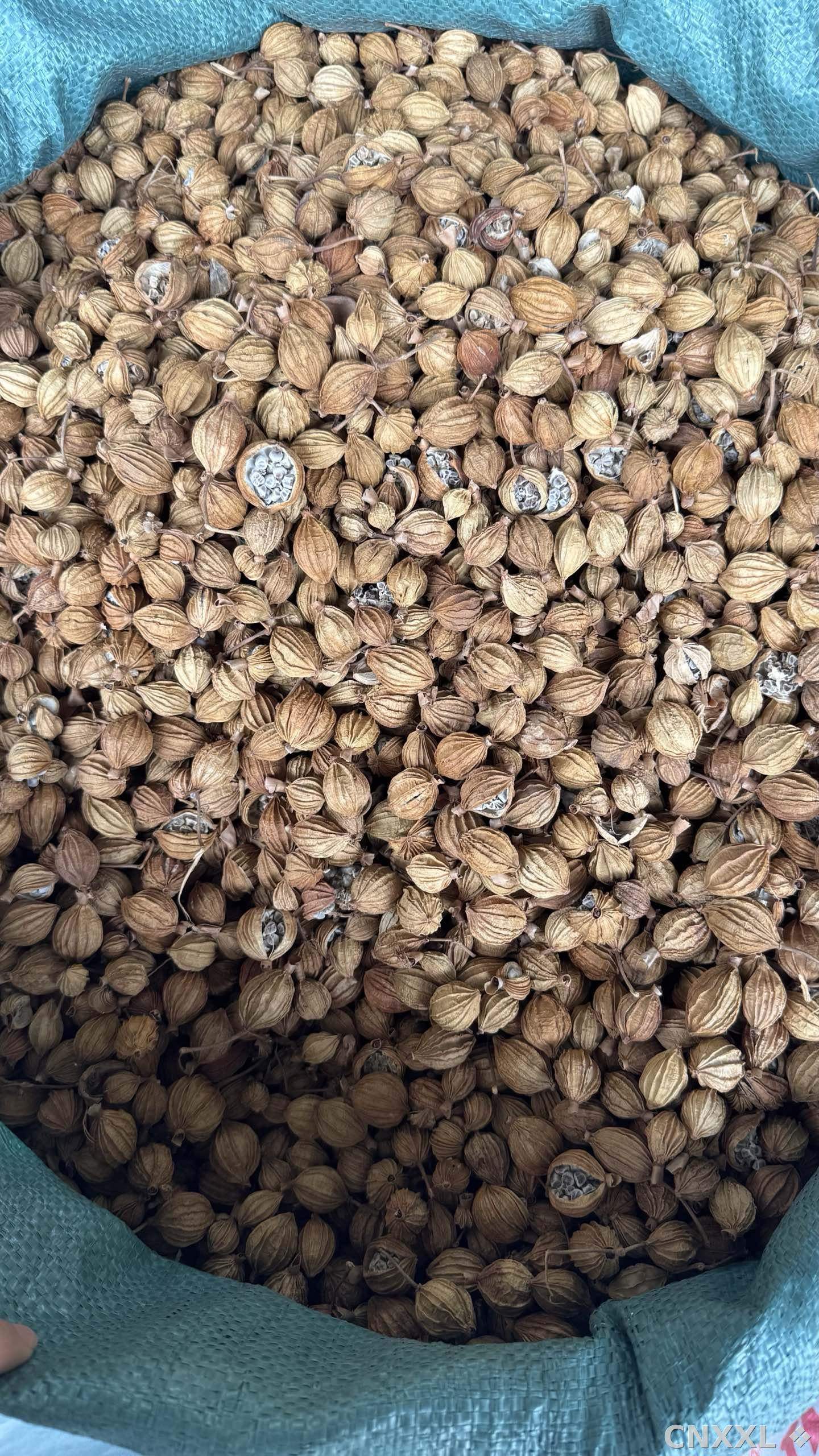 spice_10109_2b4bfebe_3.jpg