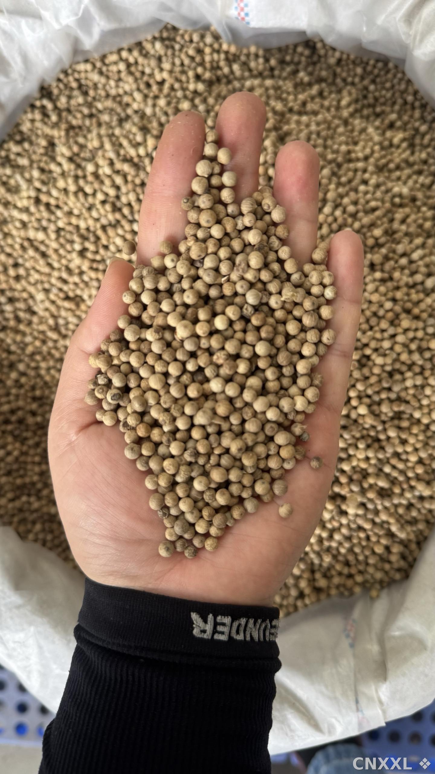 spice_10111_b8fd1fa4_2.jpg