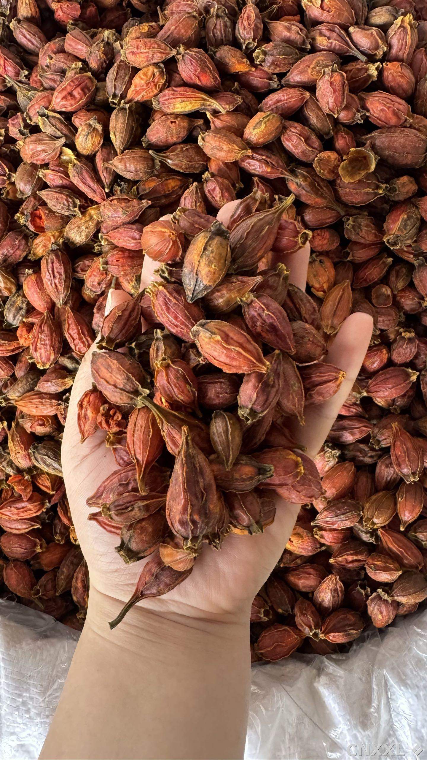 spice_10145_9c9cf940_1.jpg