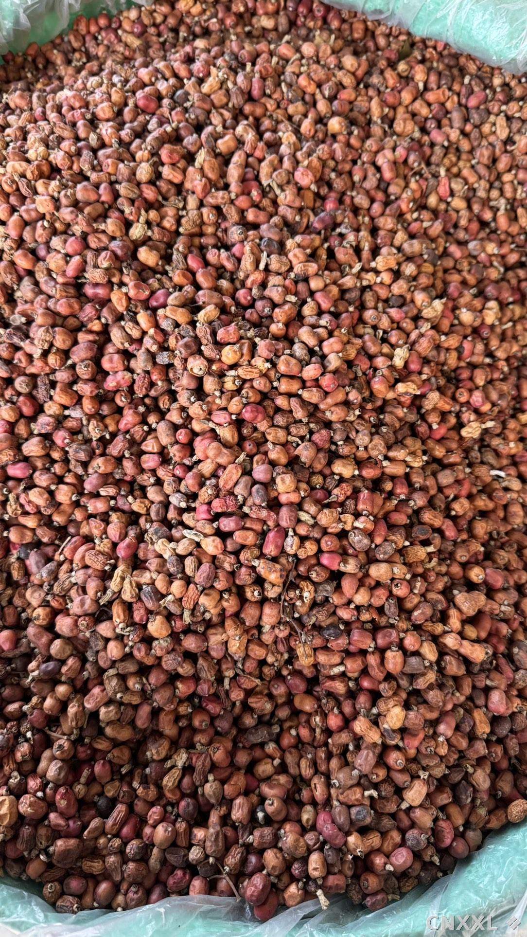 spice_10146_ecd28af1_3.jpg