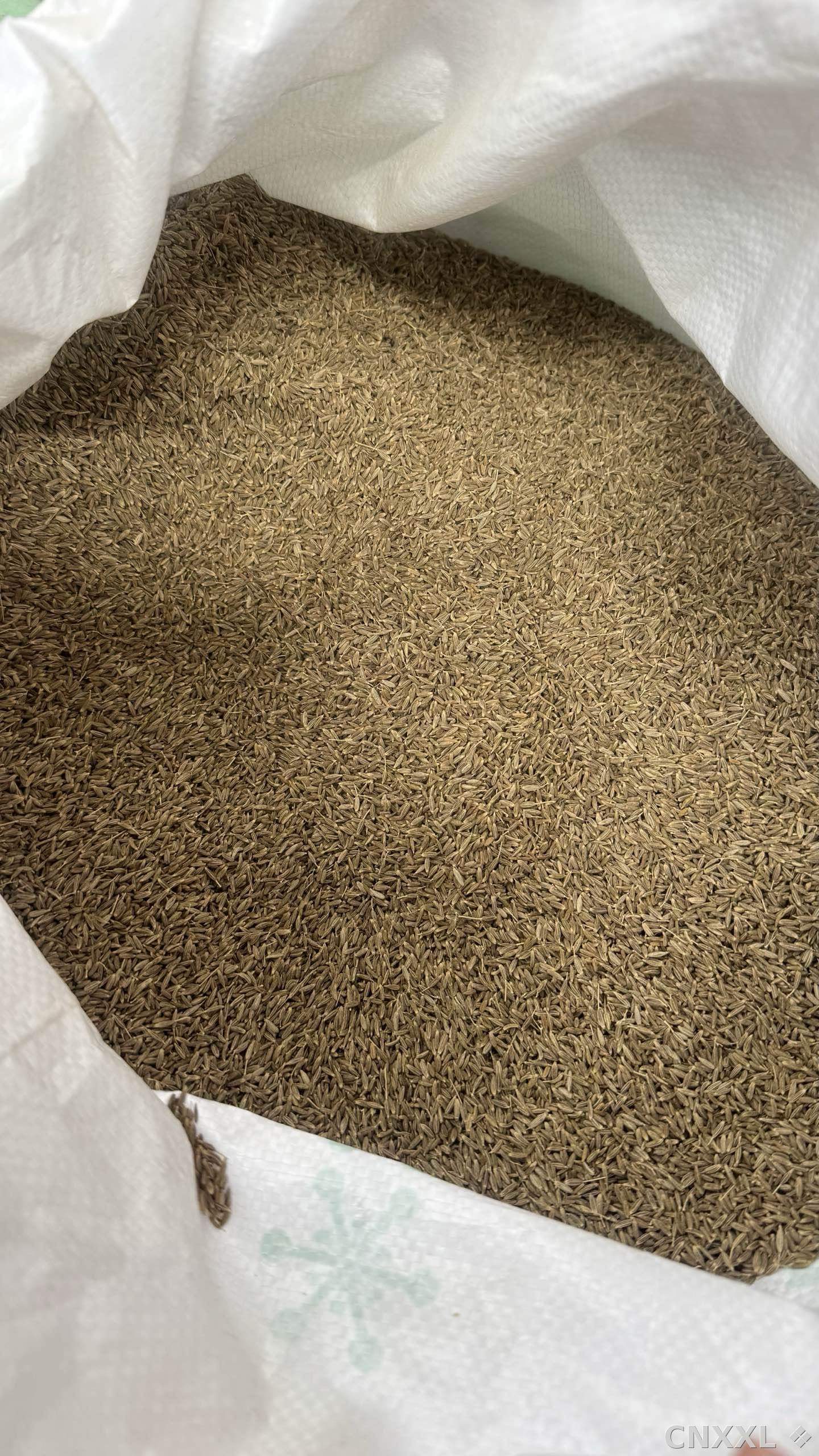 spice_10155_7d824c3a_3.jpg