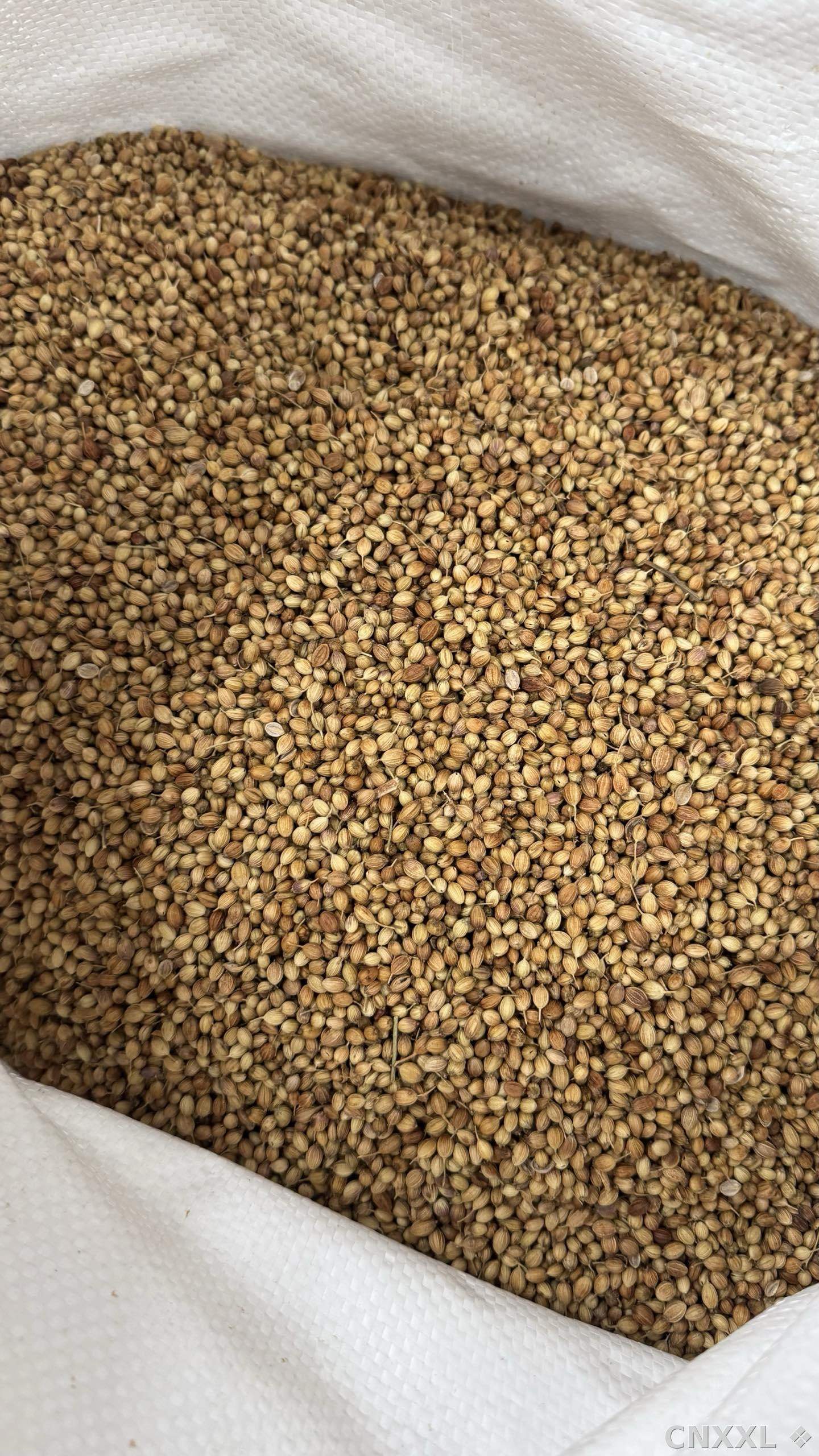 spice_10157_a48bf77a_3.jpg