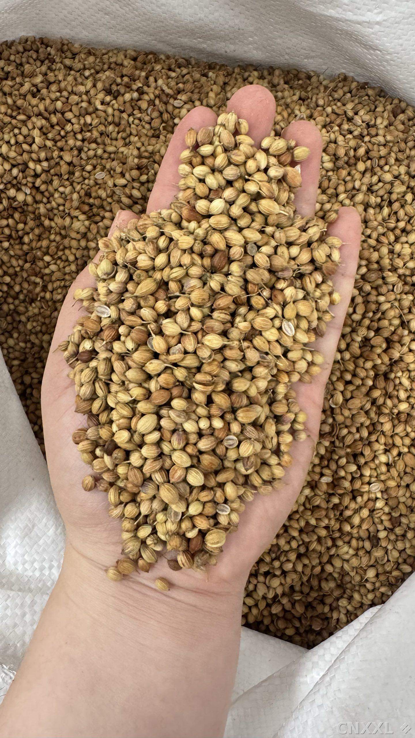 spice_10157_ecebf02a_2.jpg