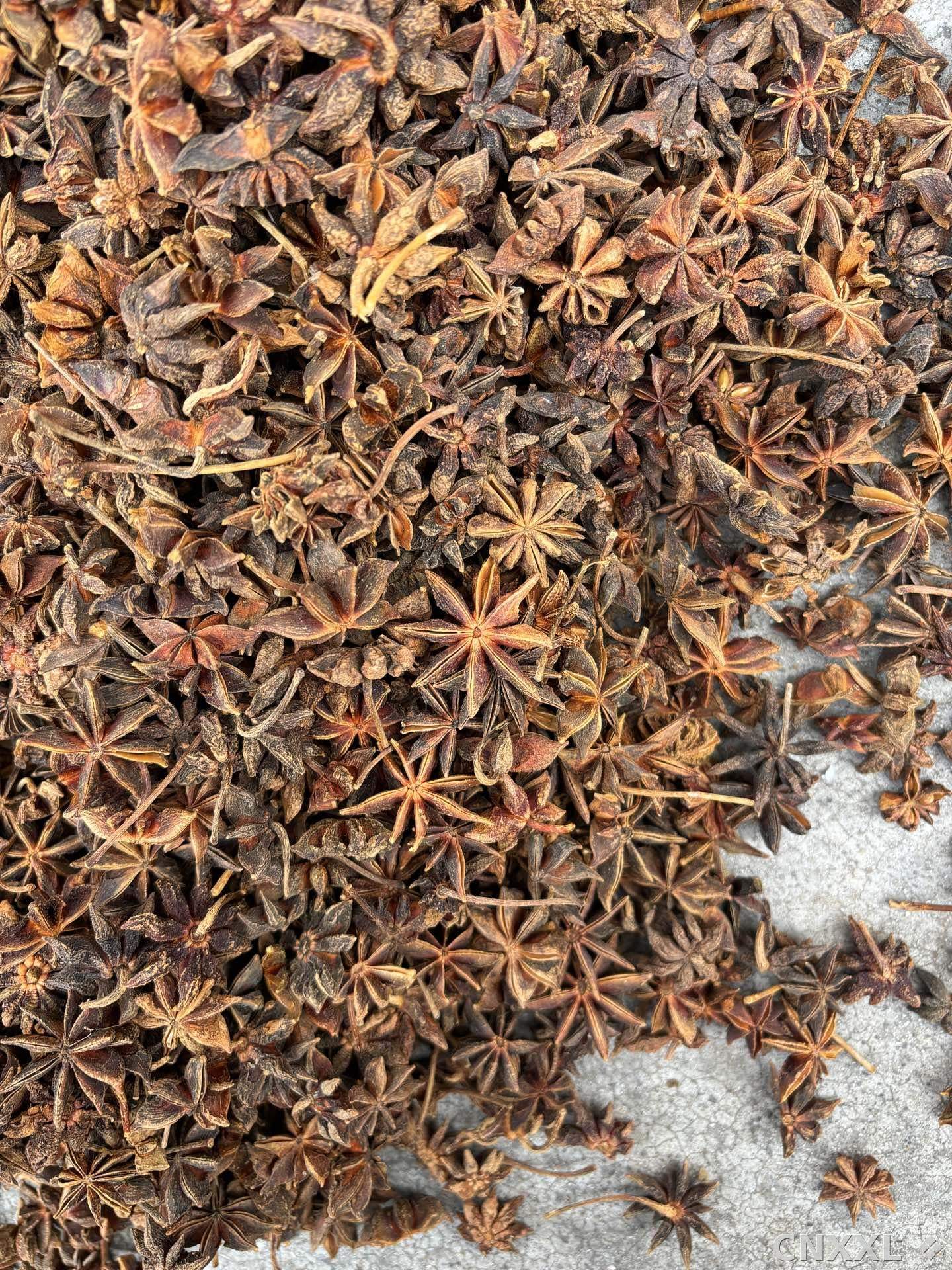 spice_1042632_c8f3d9c8_3.jpg