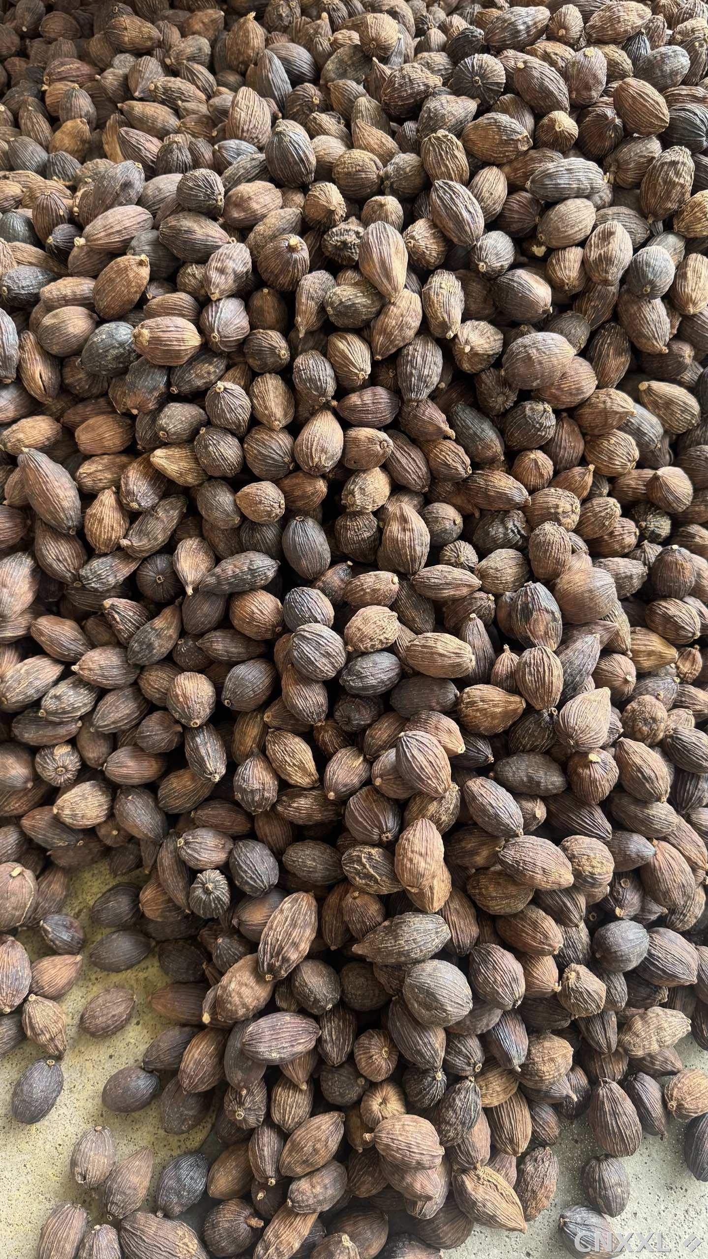 spice_1052642_9e3f8d16_3.jpg
