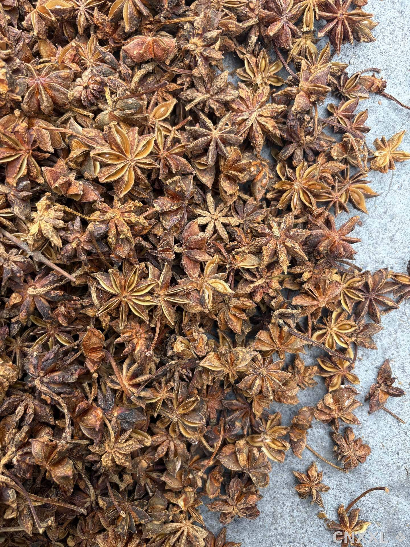 spice_10663_893667da_3.jpg