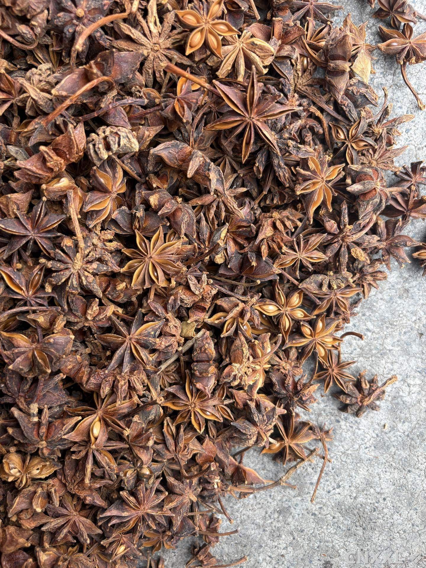 spice_10667_2c4cd062_3.jpg