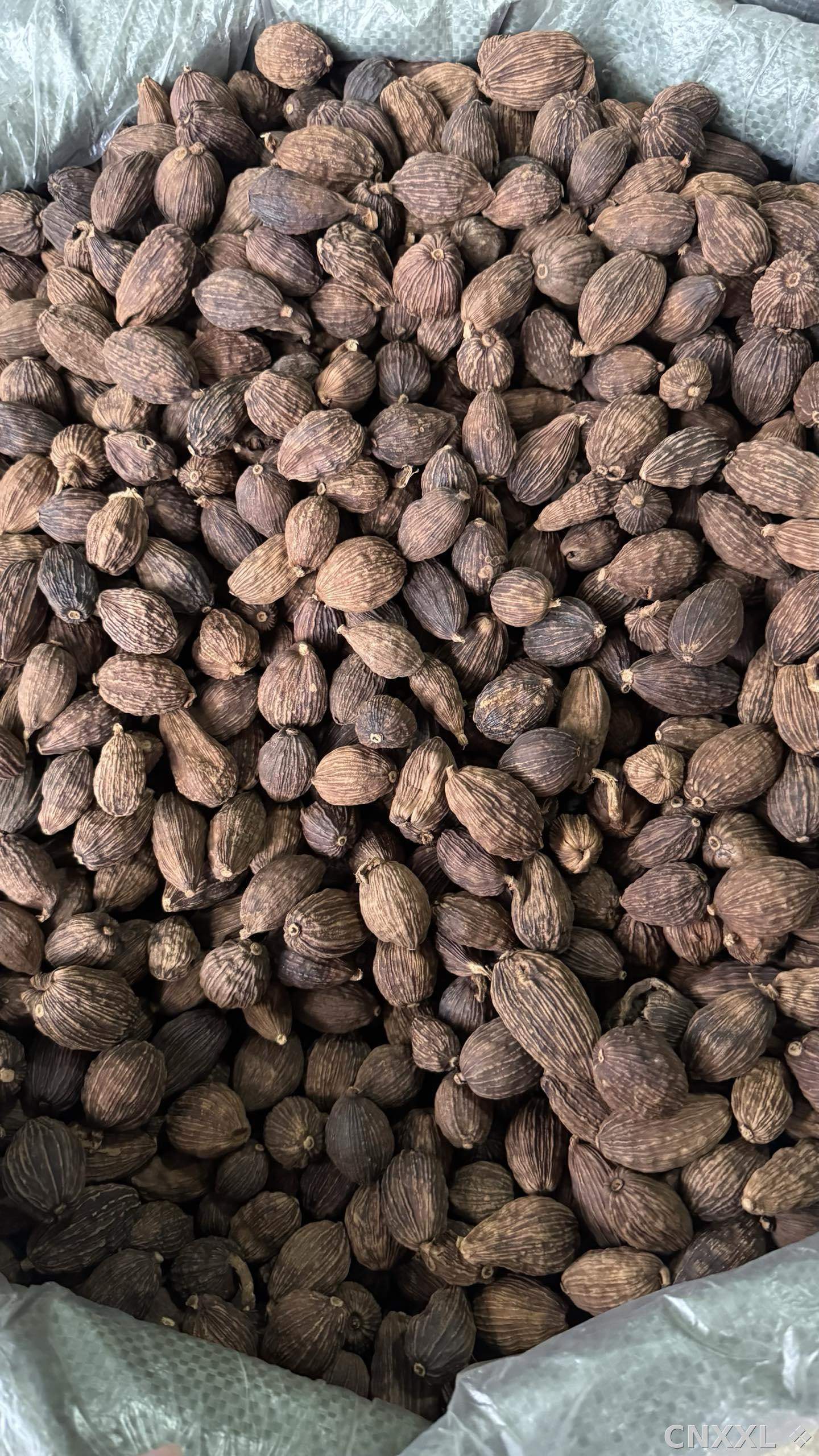 spice_10693_f0eca77d_2.jpg
