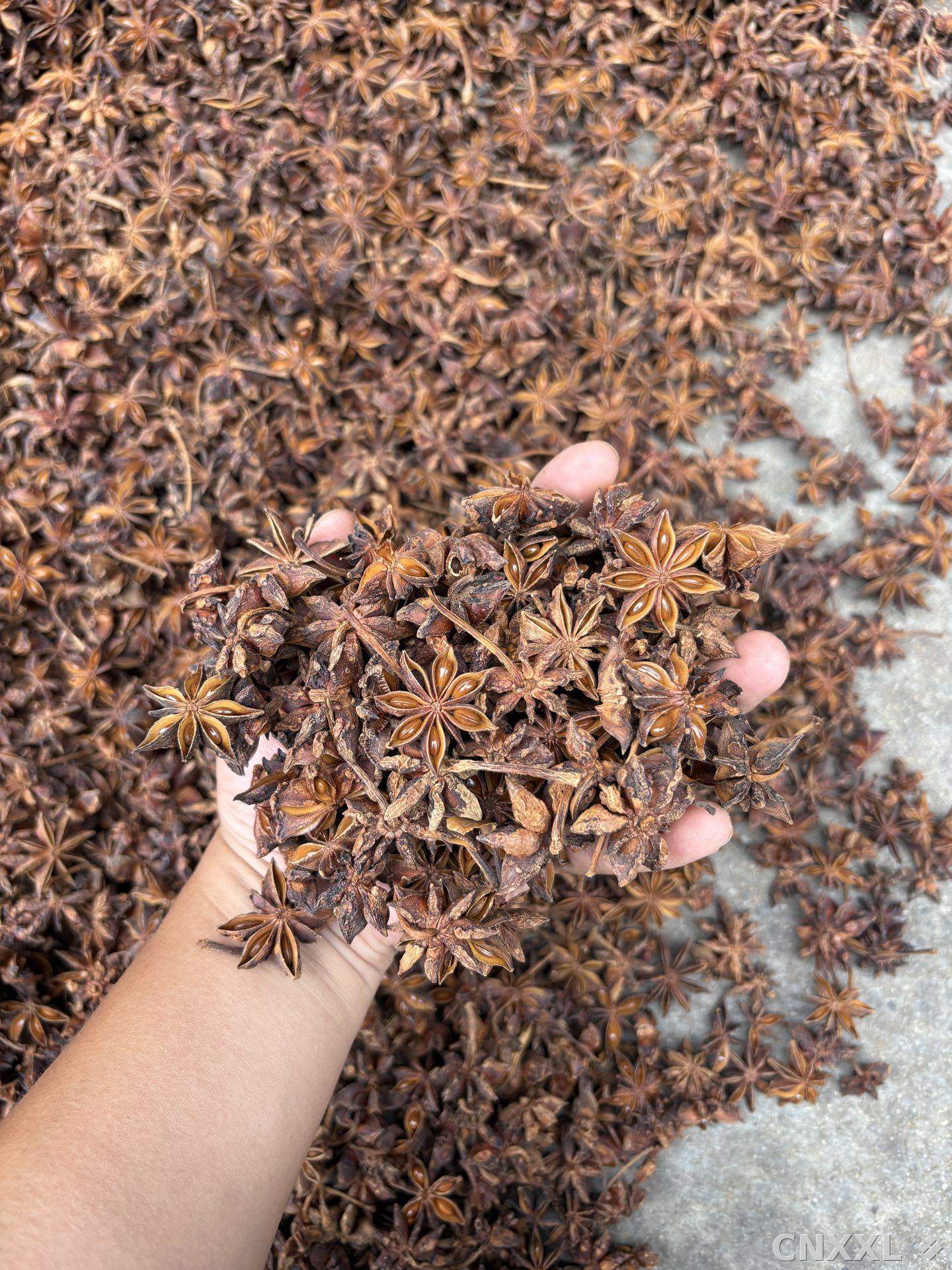 spice_10805_cbd1a9ff_2.jpg