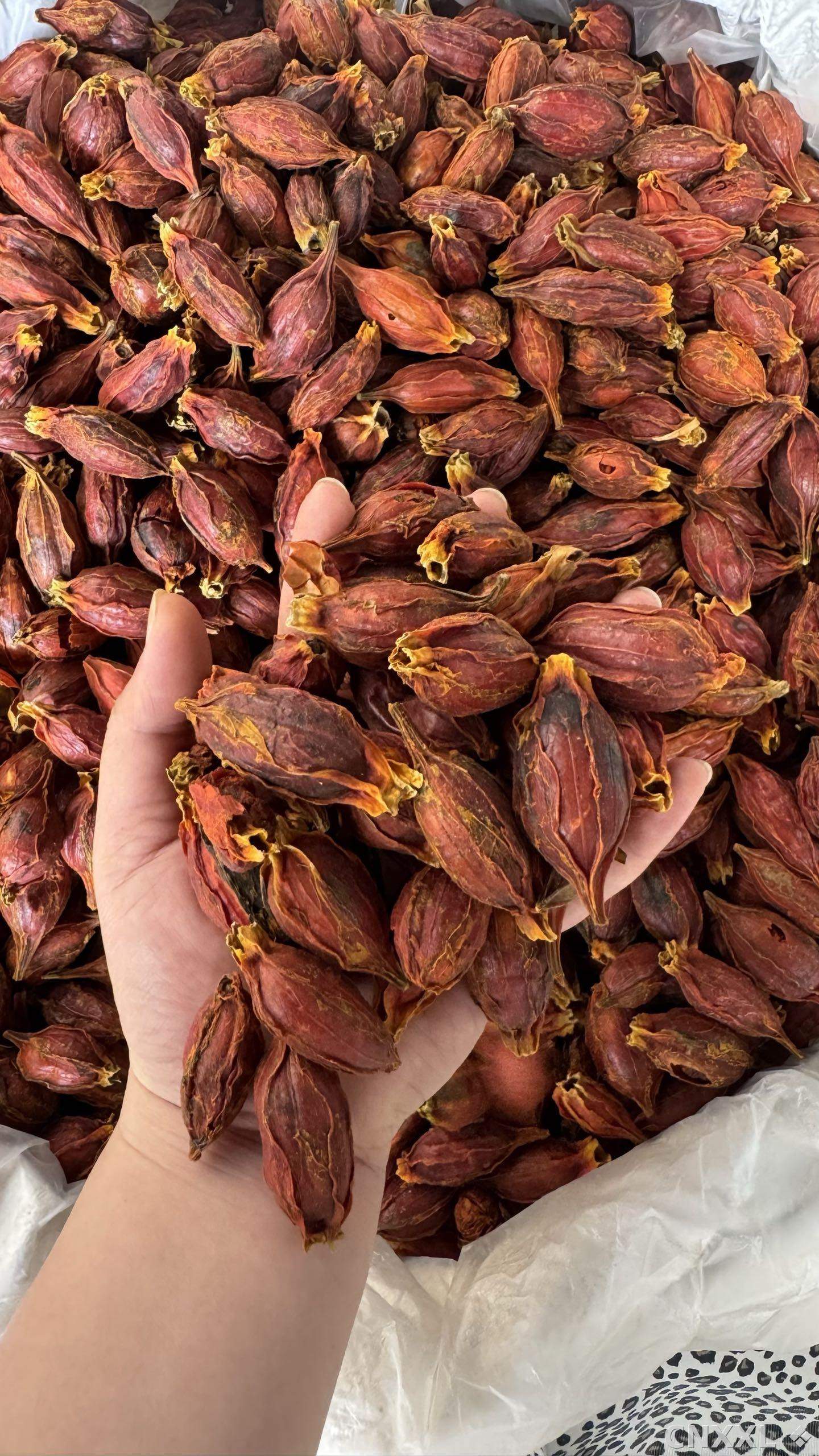spice_1095162_1fe14dd3_2.jpg