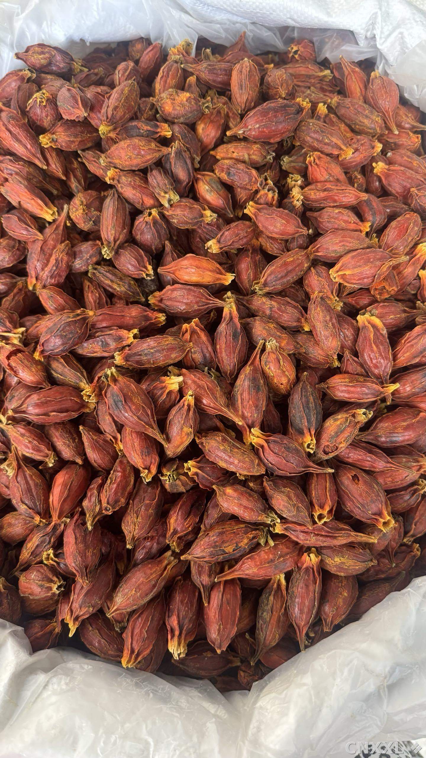 spice_1095162_78c4720c_3.jpg