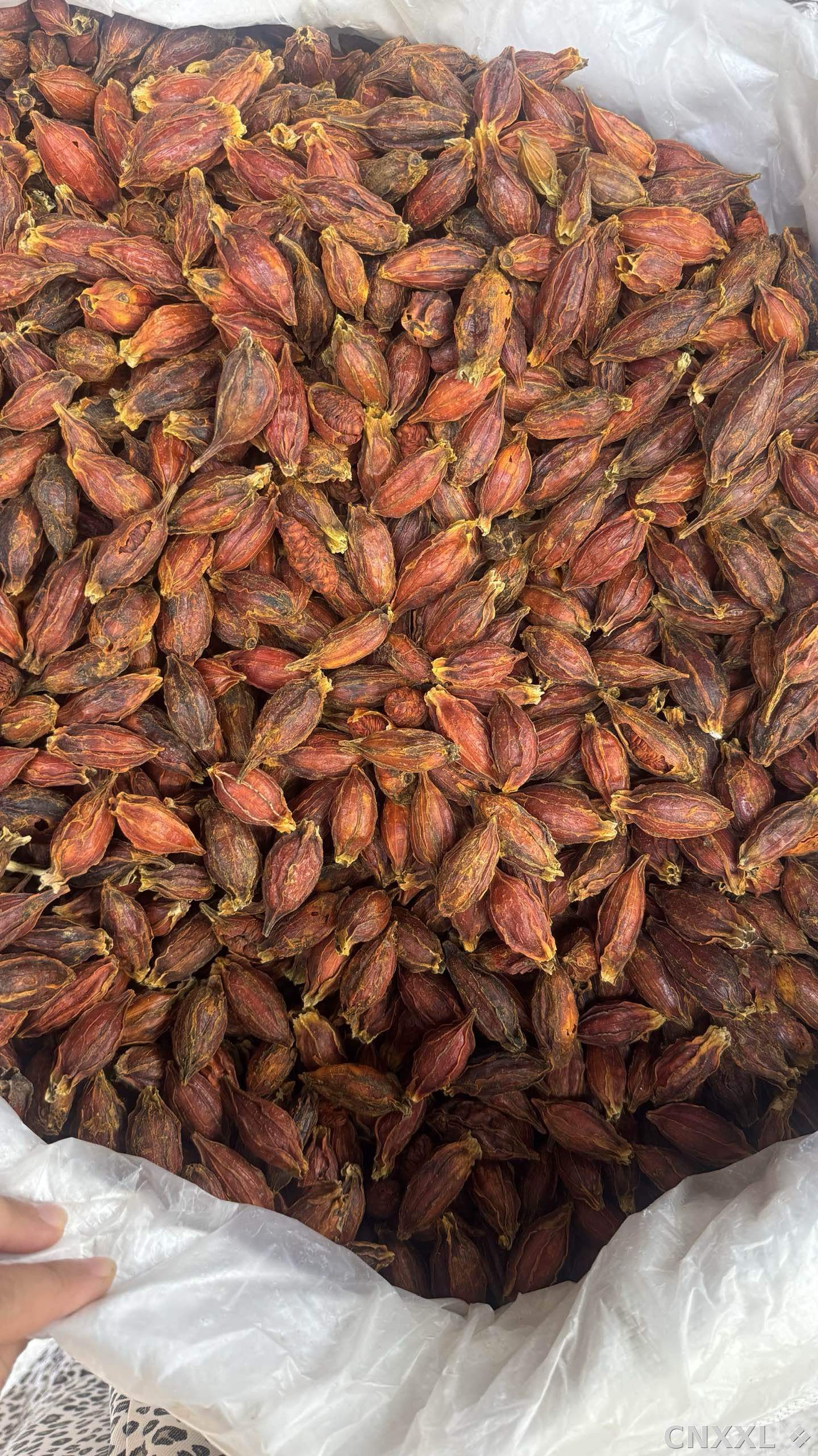 spice_1095163_f510e2db_2.jpg