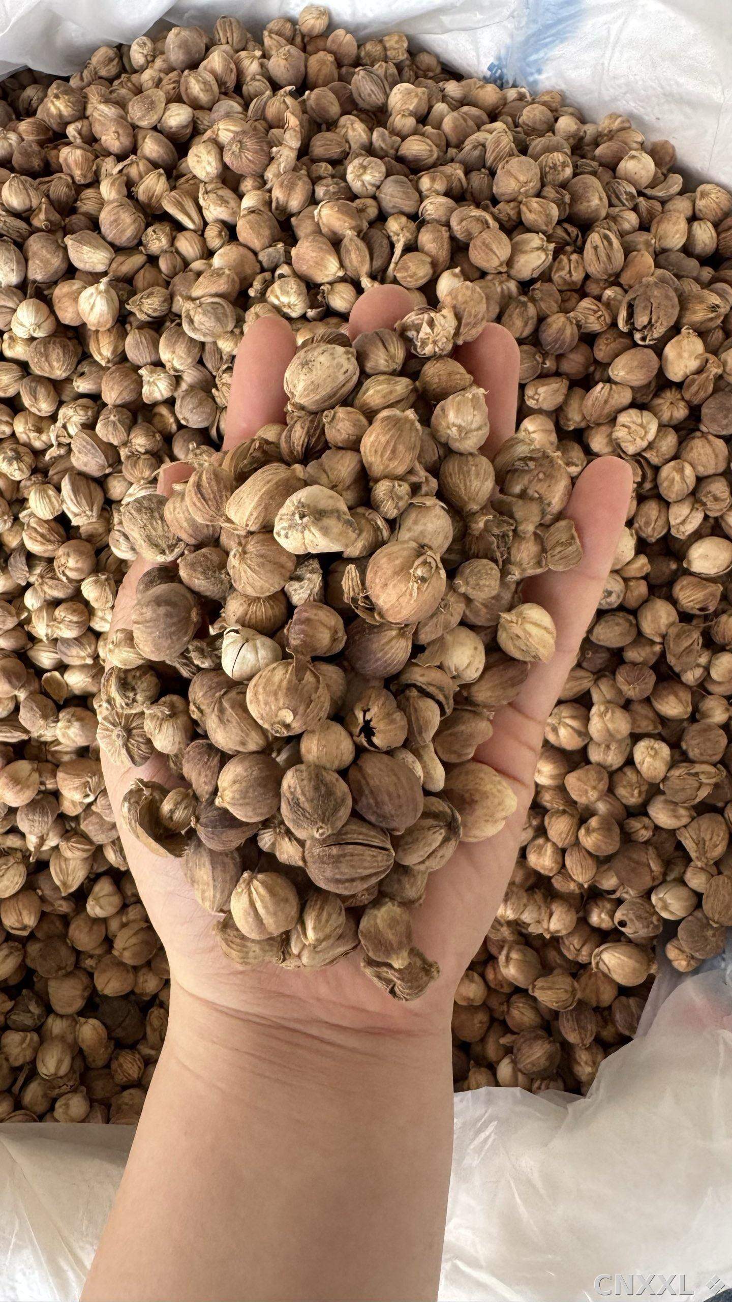spice_11259_2aa396f6_1.jpg