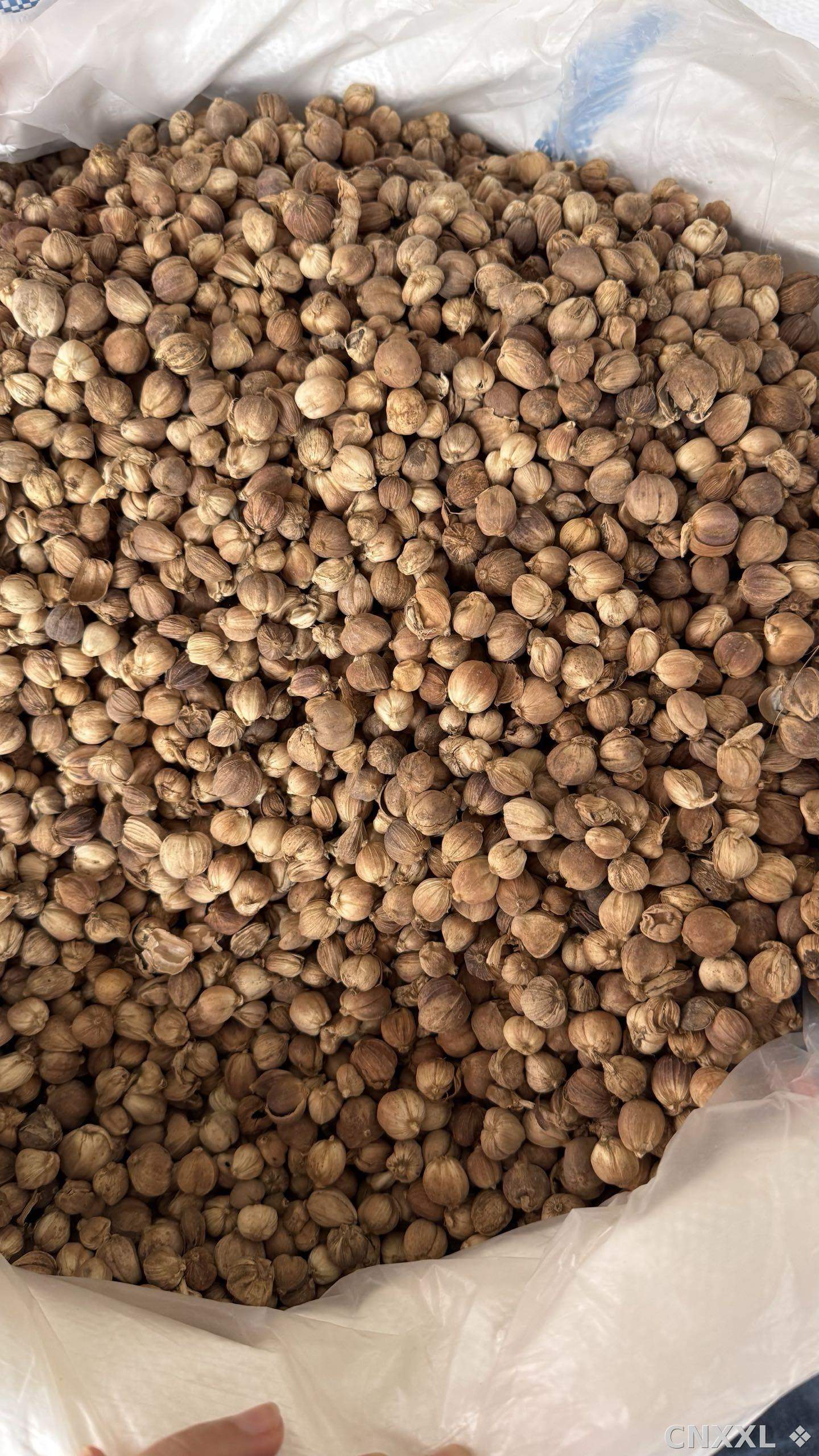 spice_11259_6616b66f_2.jpg