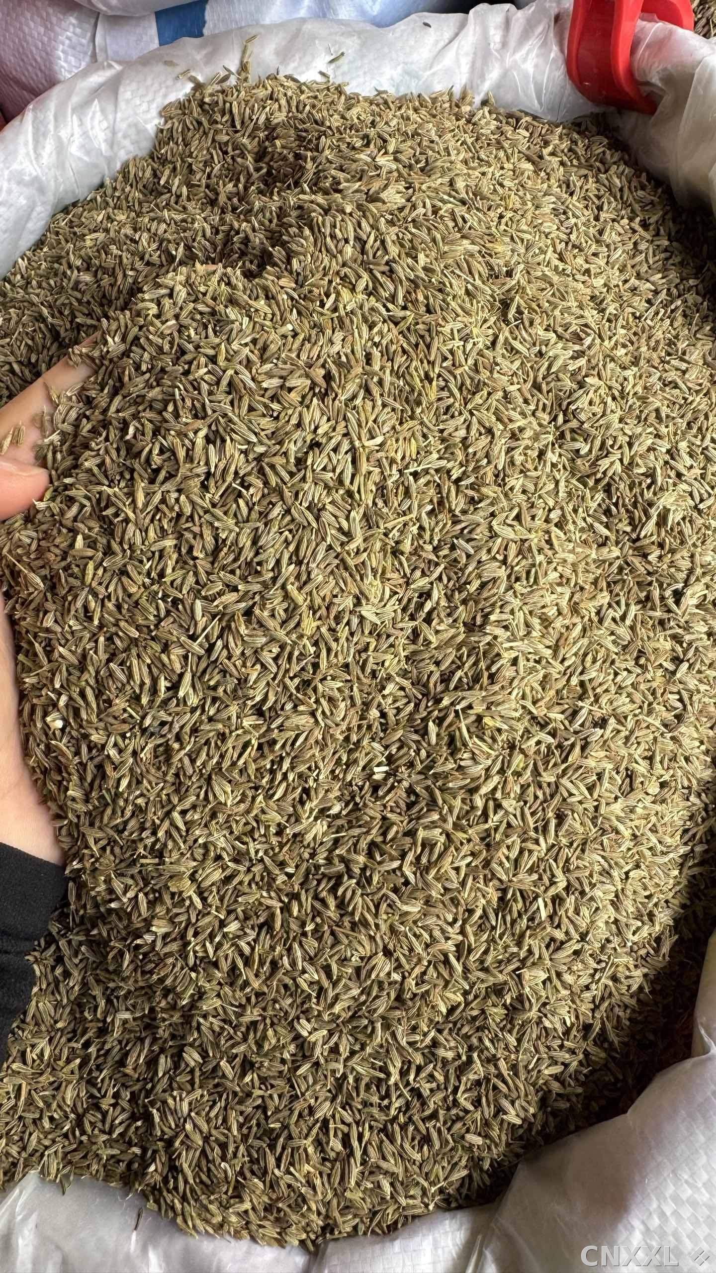 spice_11265_f600dff5_2.jpg