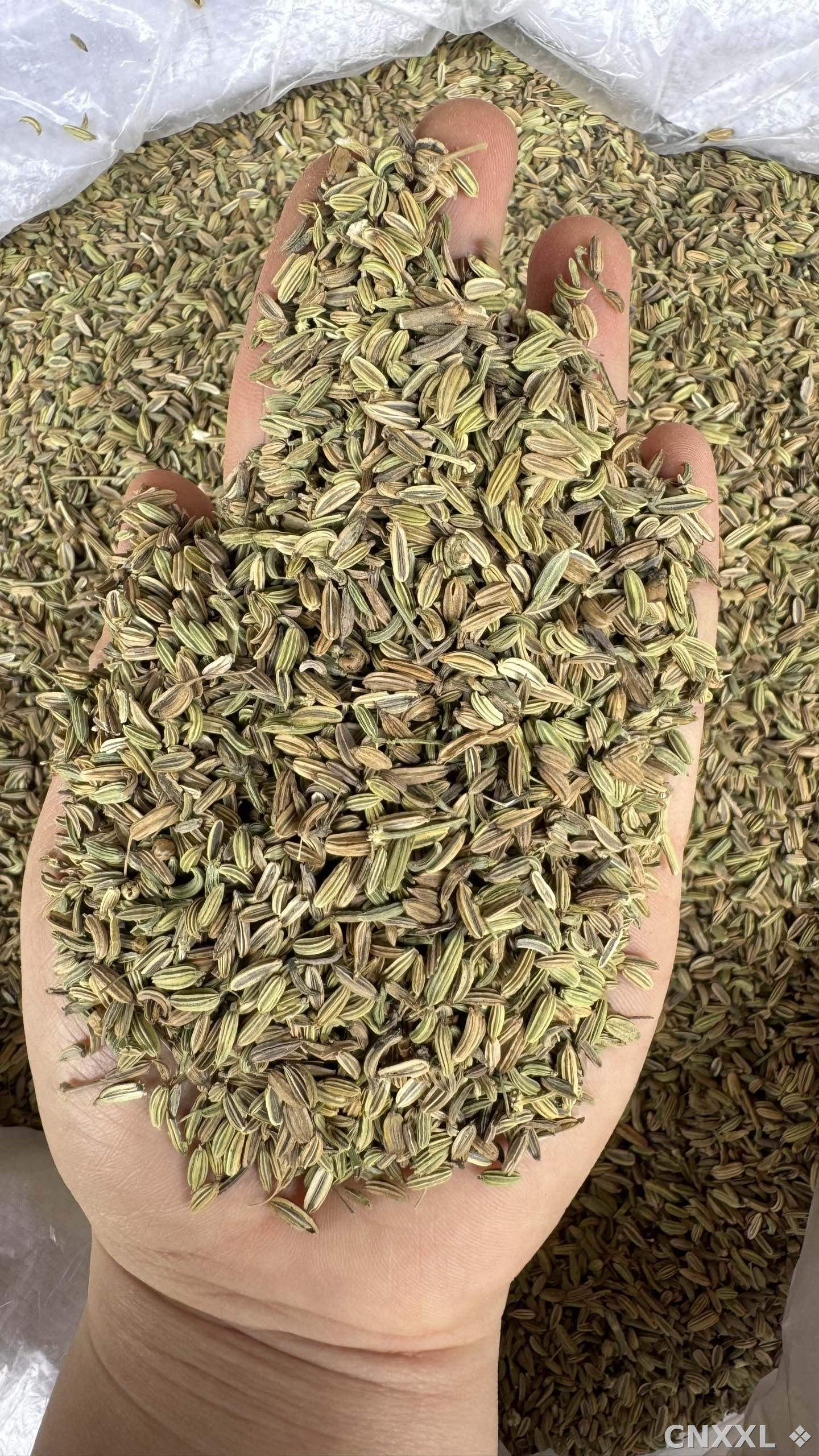 spice_11266_2fd030f8_1.jpg