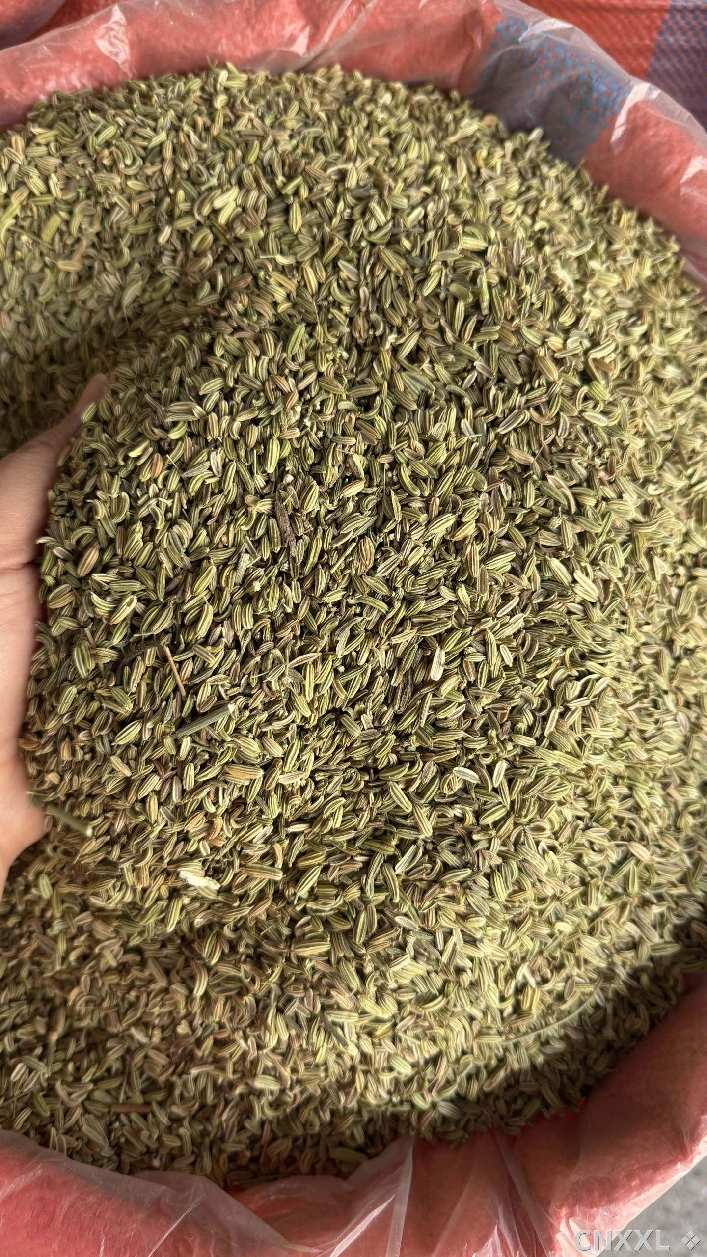 spice_11267_54c7e16e_3.jpg