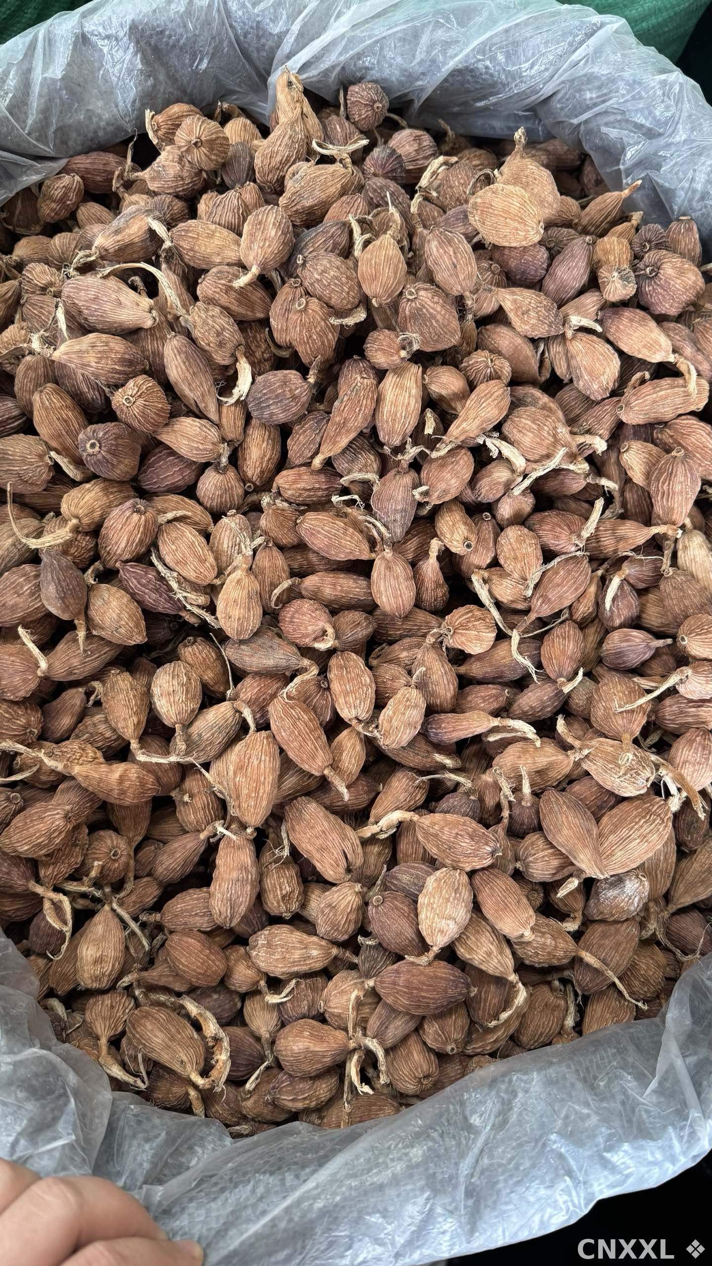 spice_11318_2ab7abf5_2.jpg