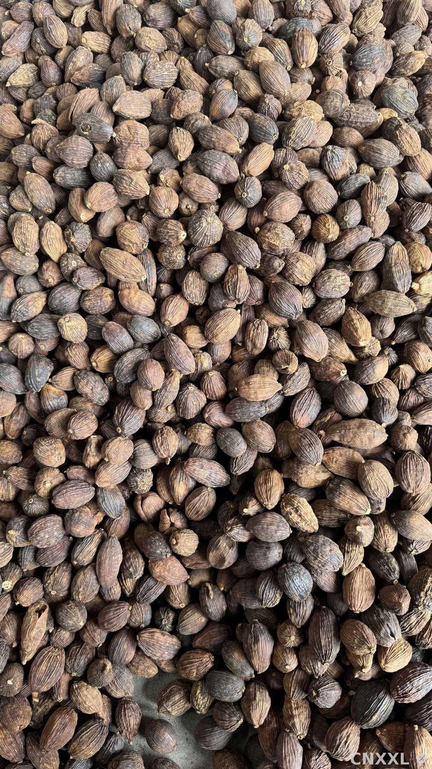 spice_11320_2a2e3789_3.jpg