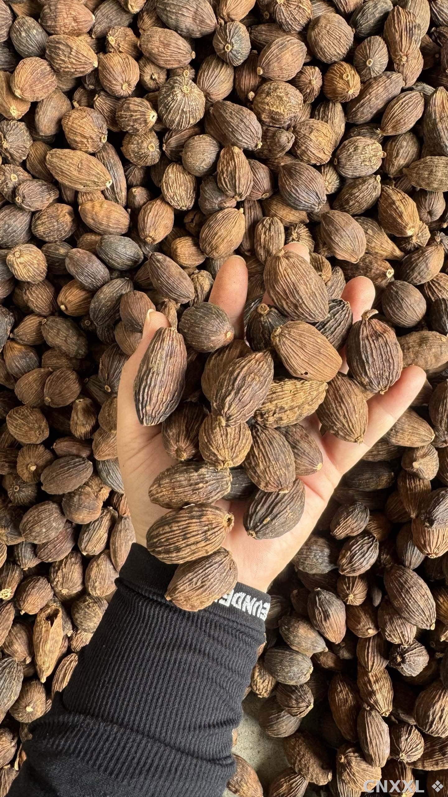 spice_11320_e1c7a210_1.jpg