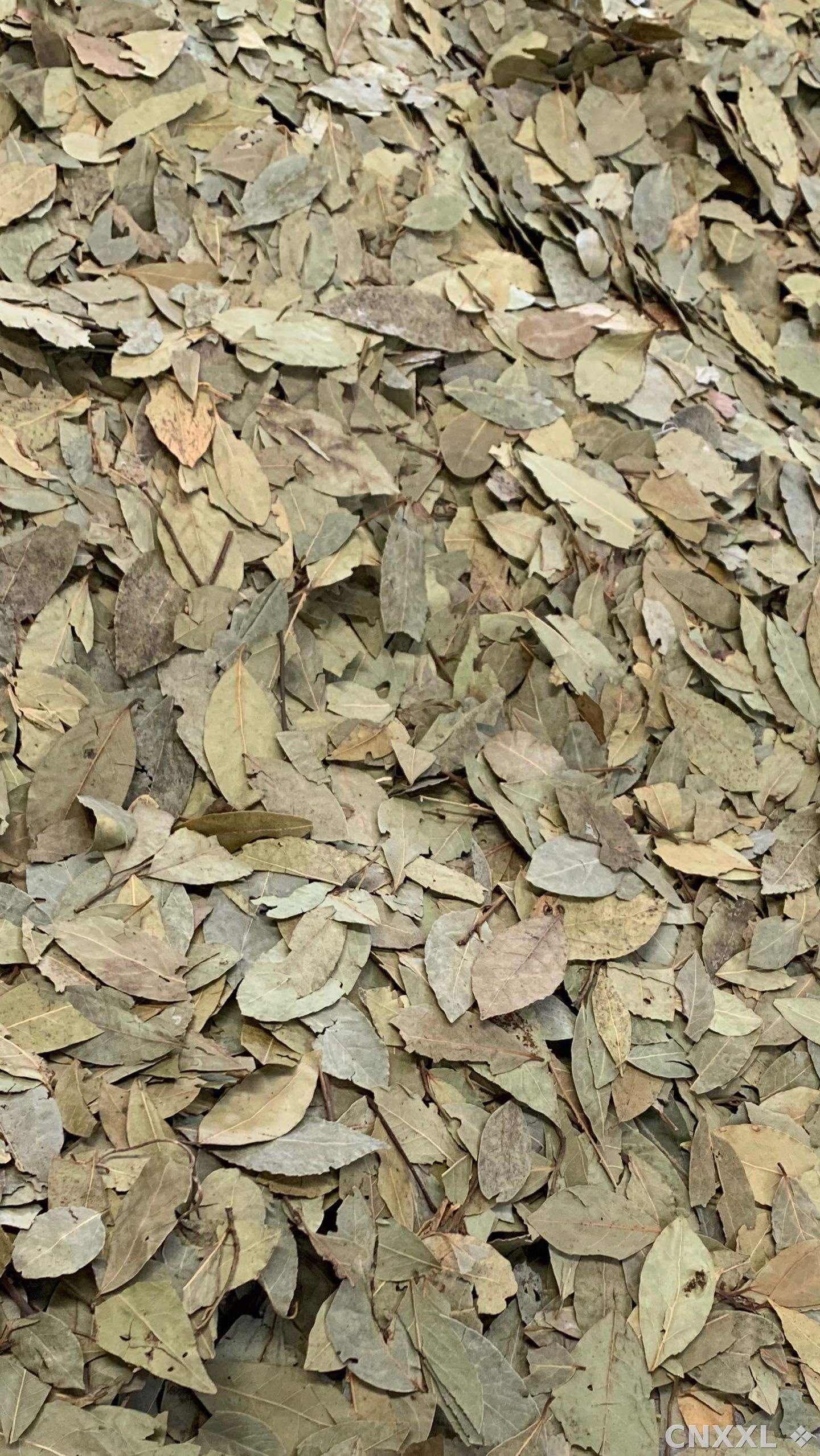 spice_1147266_cc82d23a_1.jpg