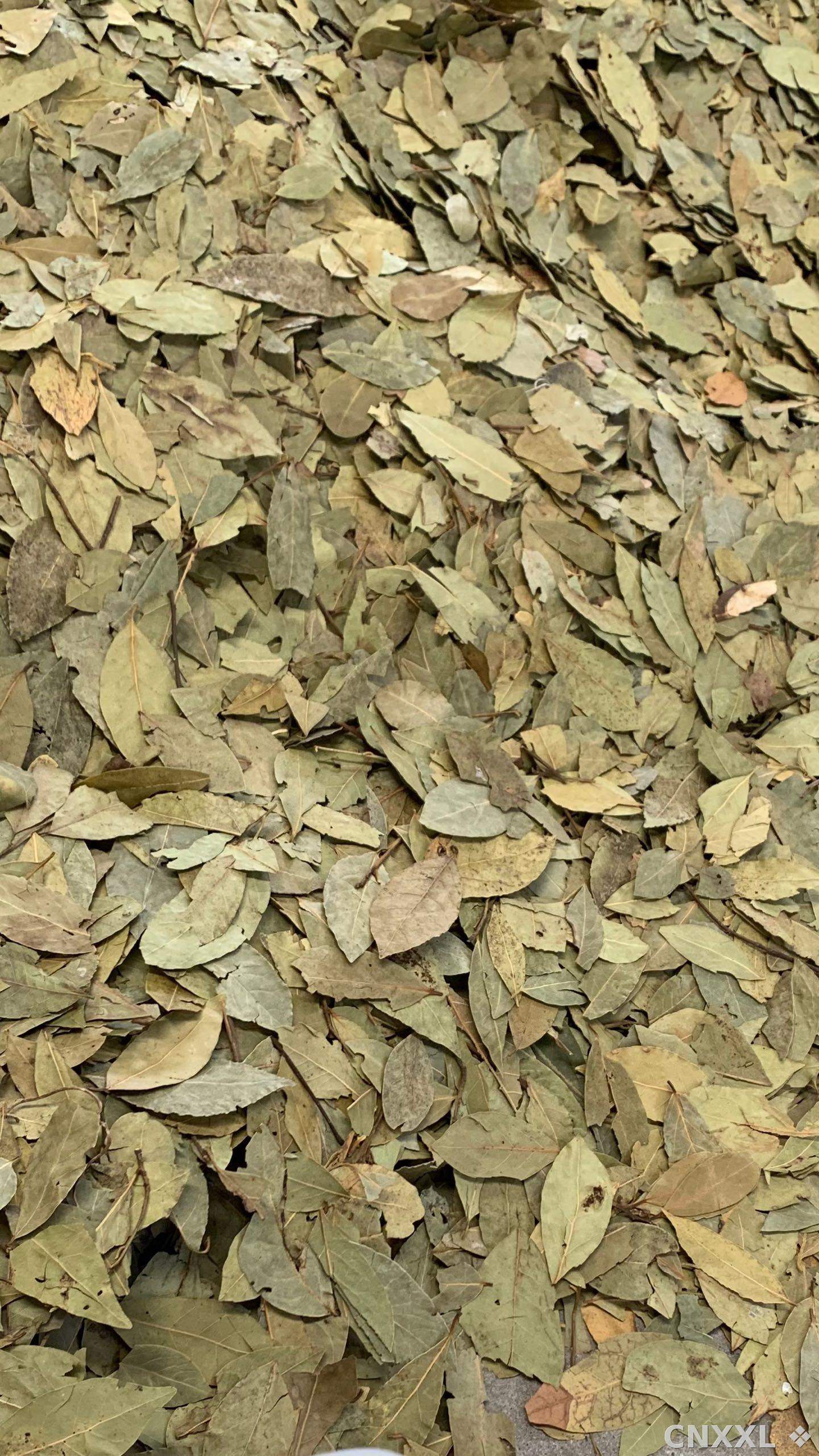 spice_1147266_d3dc0ff8_2.jpg