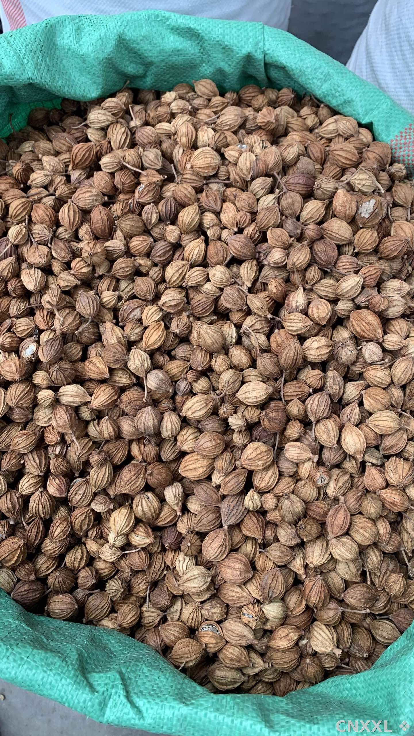 spice_1152285_63c941bc_3.jpg