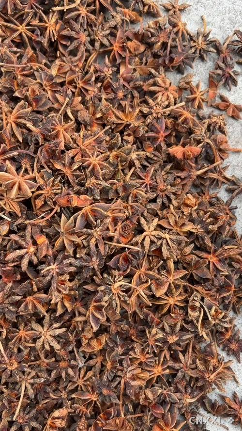spice_11818_a9193ade_1.jpg
