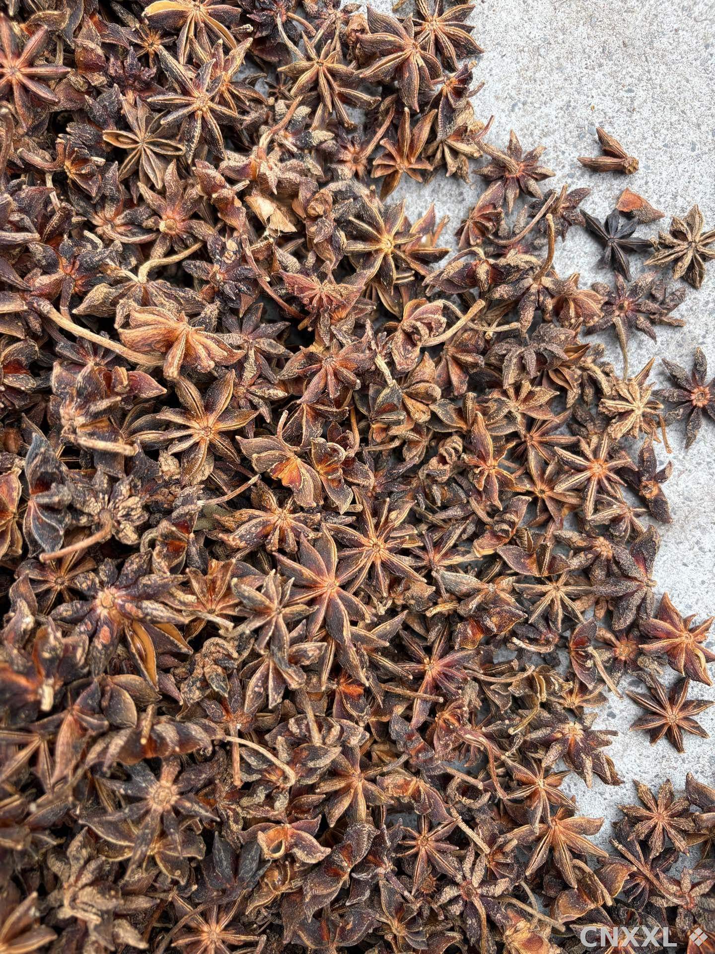 spice_11819_41aa9039_3.jpg