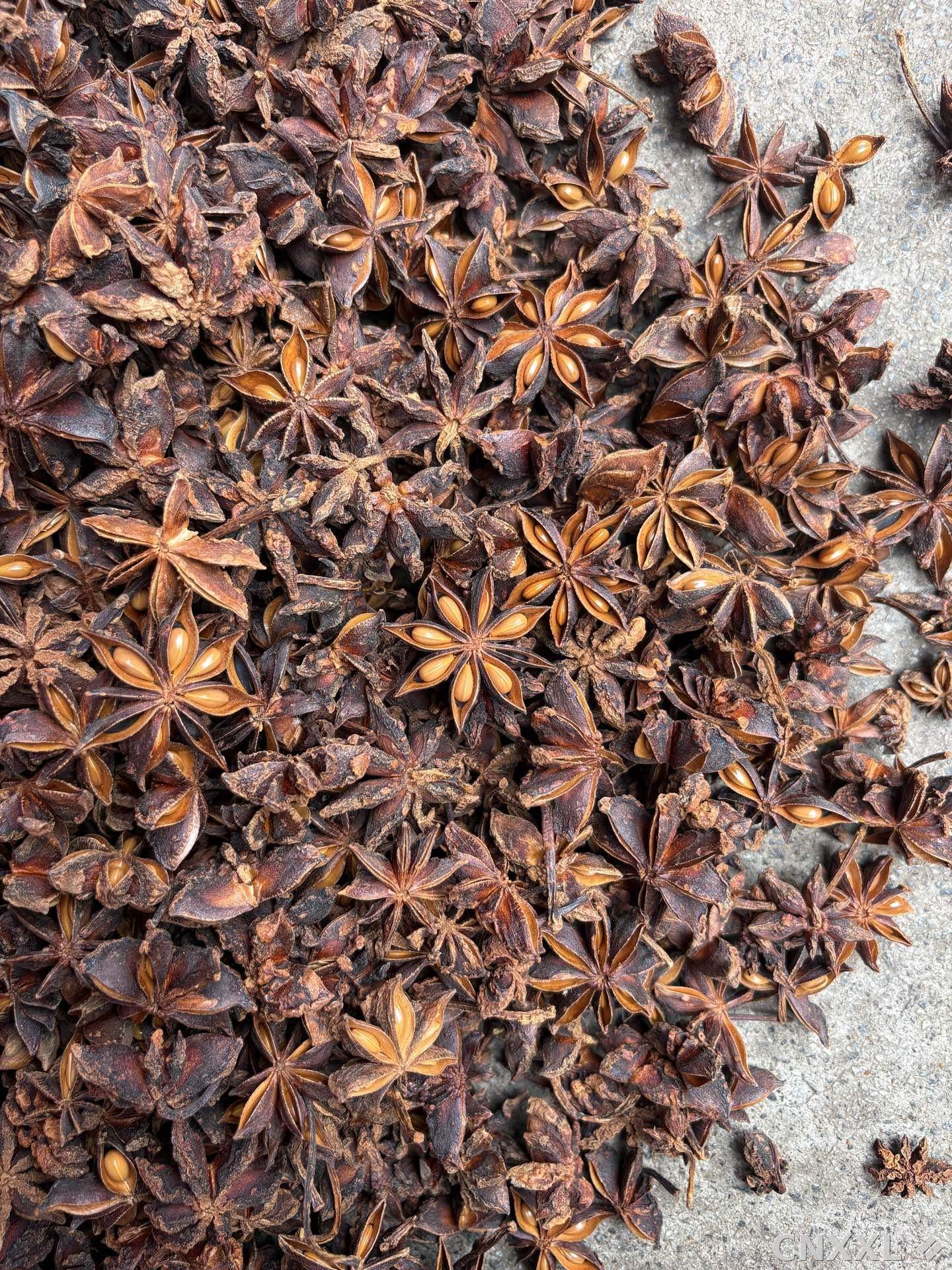 spice_11846_0fdfa3ea_3.jpg