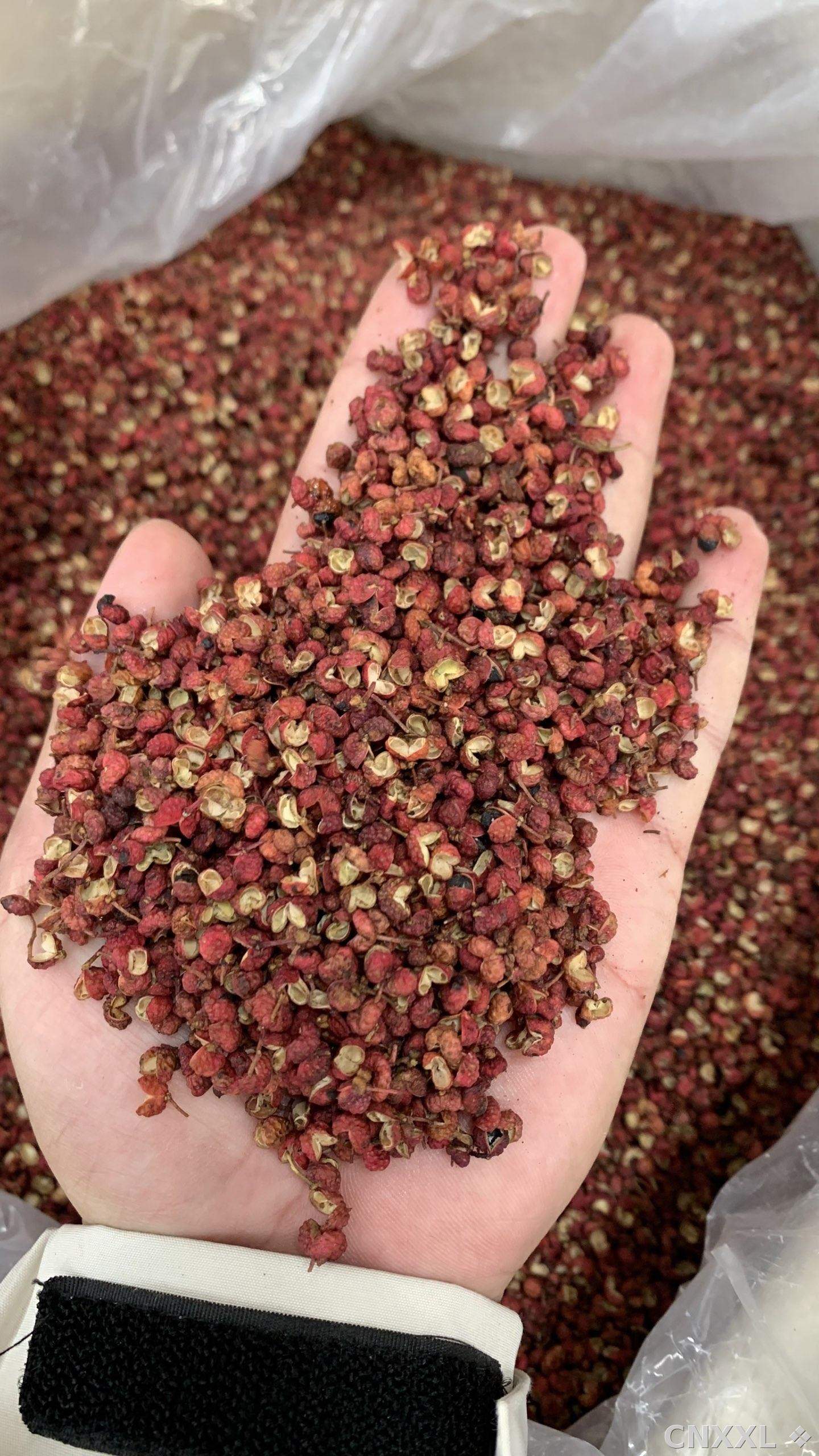 spice_11893_7f162ec8_1.jpg