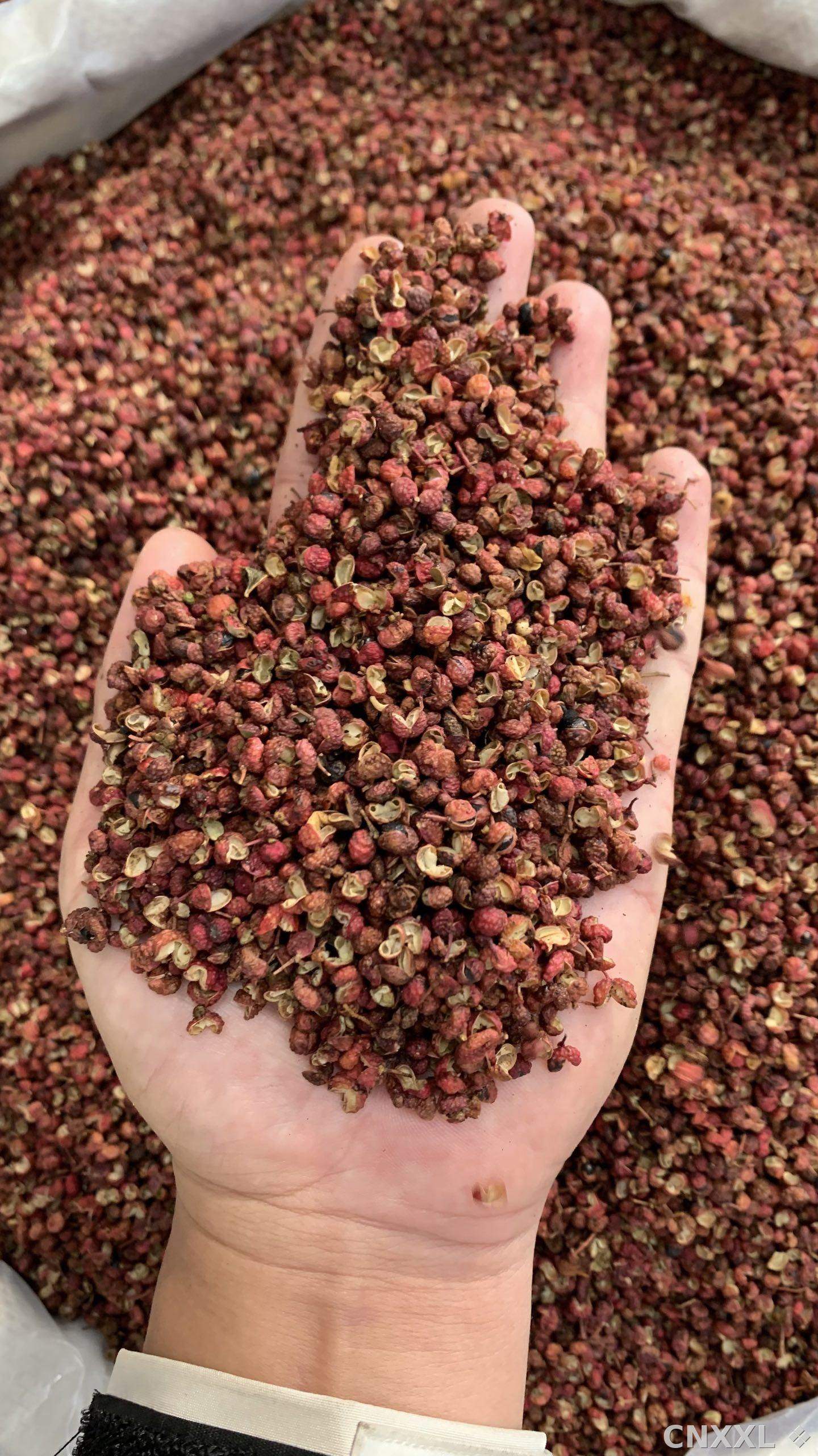spice_11895_31e830cd_2.jpg