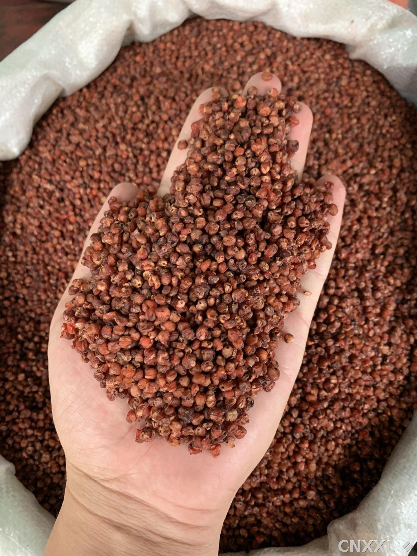 spice_11897_5ede482c_2.jpg