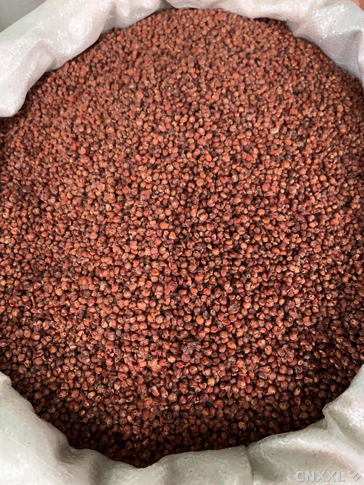 spice_11897_904f0173_3.jpg
