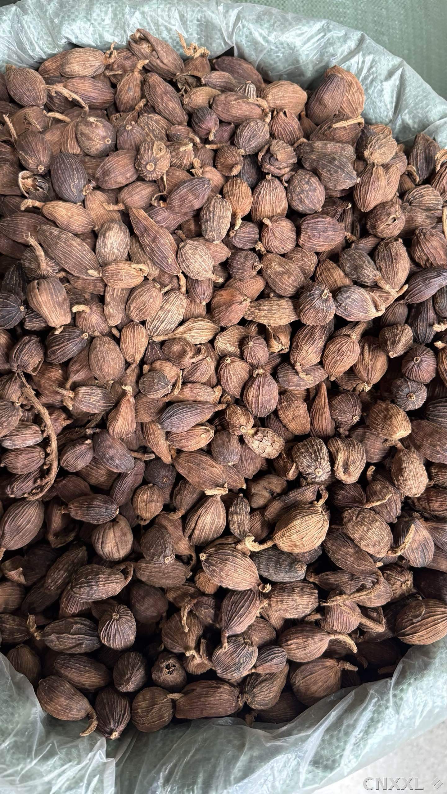 spice_11953_81599a9a_3.jpg